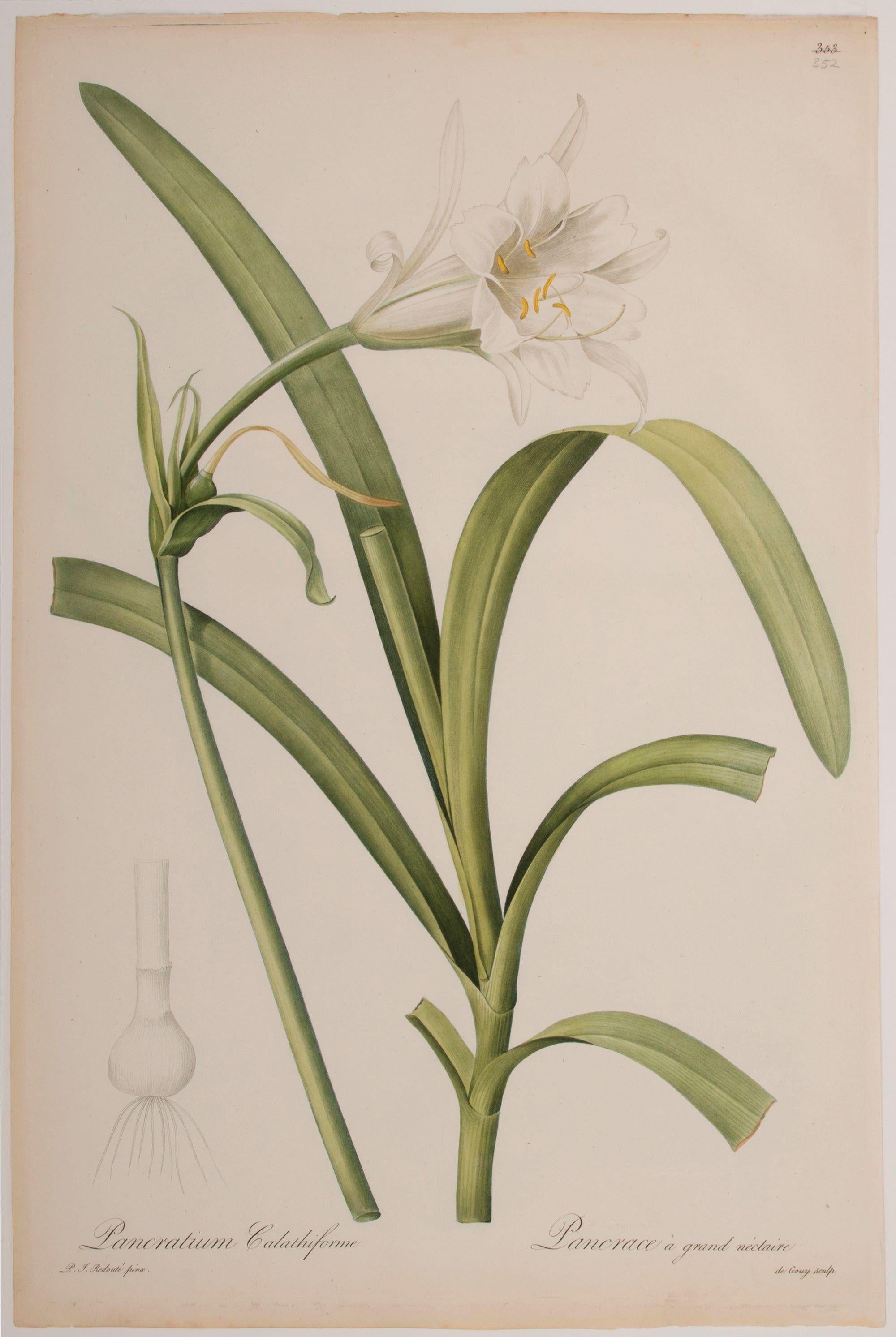Pancratium Calathiforme  - Print de Pierre-Joseph Redouté