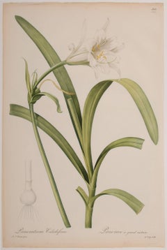 Pancratium Calathiforme