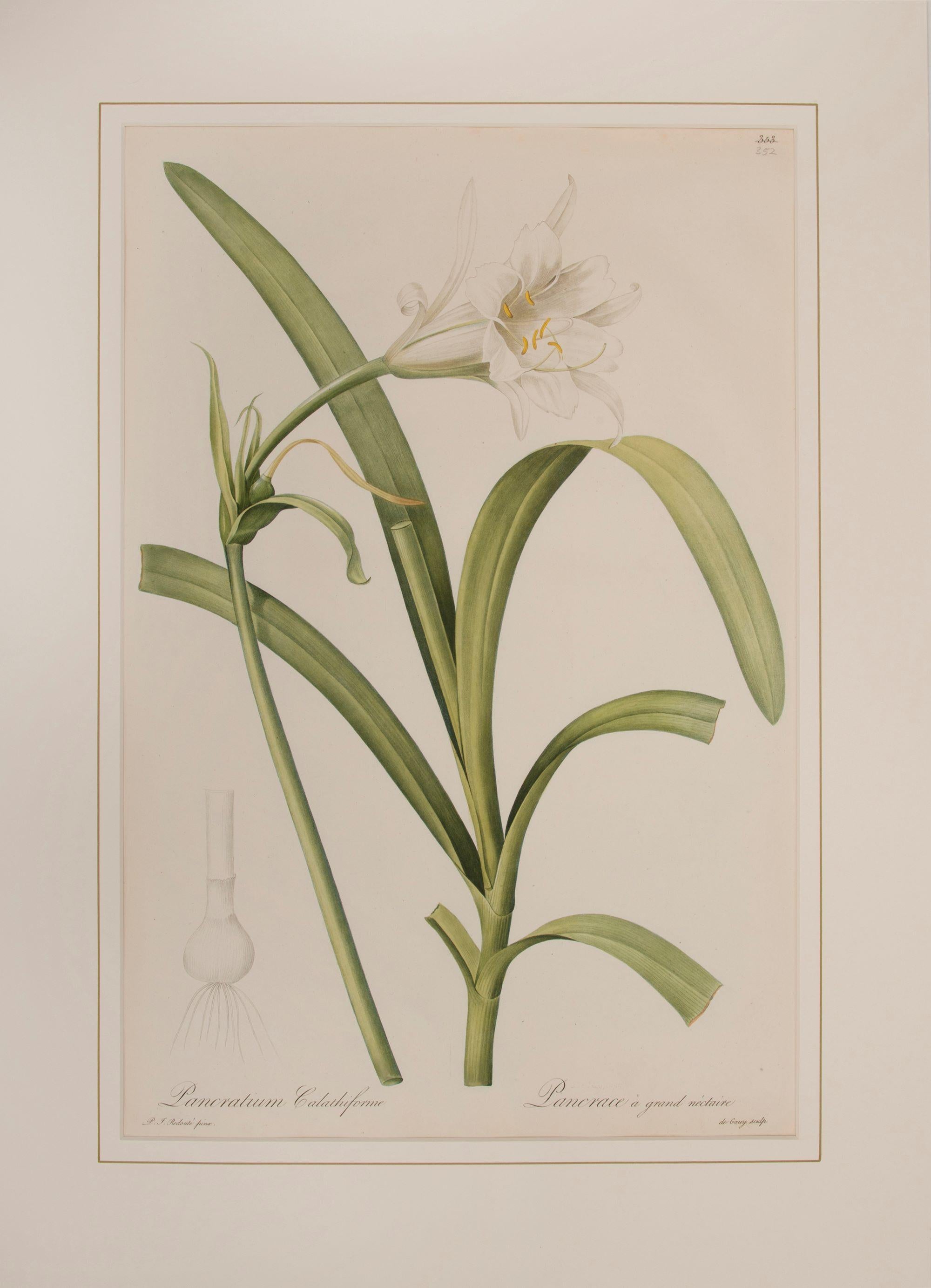 Pierre-Joseph Redouté Figurative Print - Pancratium Calathiforme 