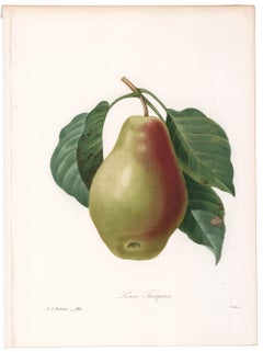 Pear Engraving