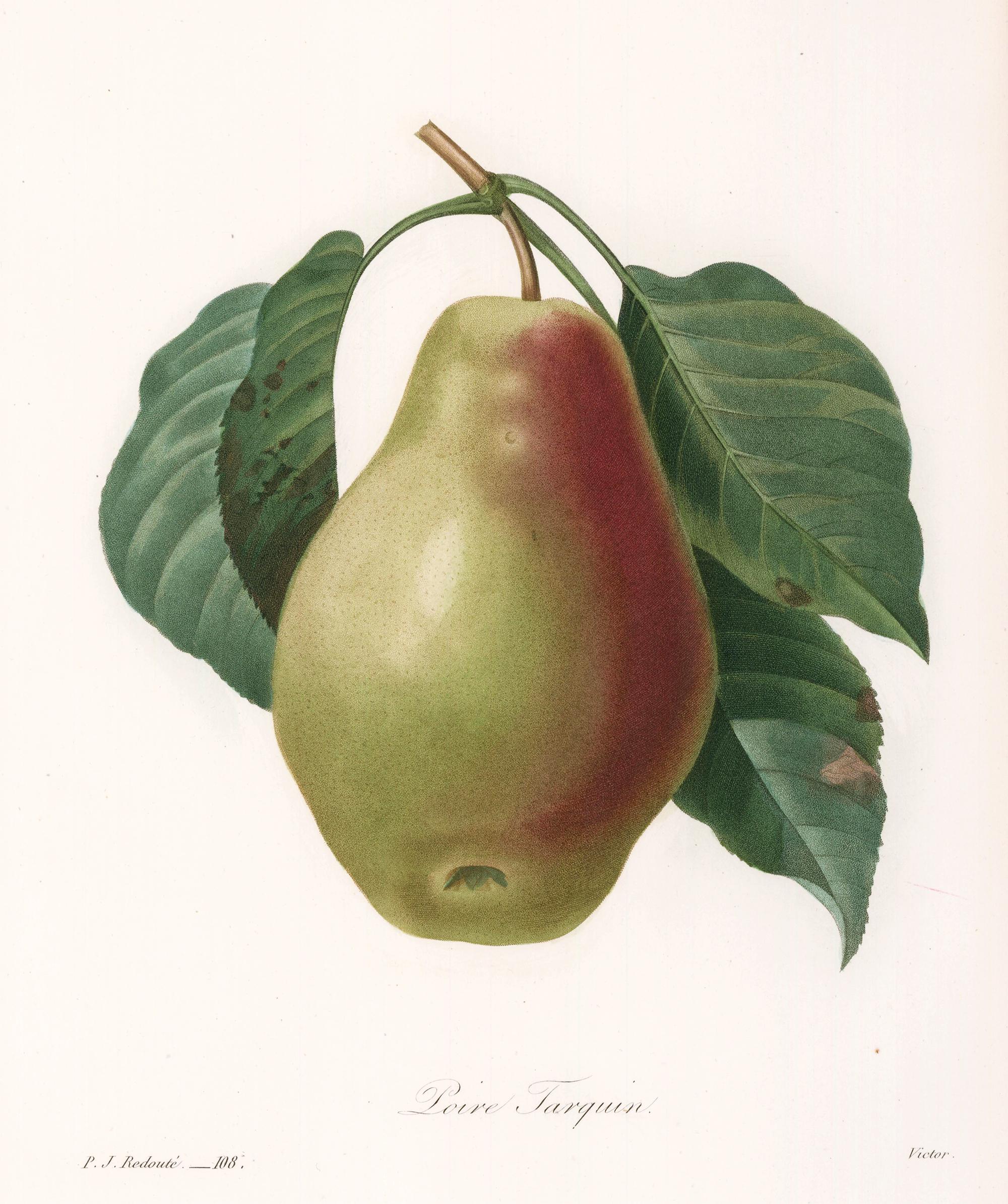 Pear Engraving - Print by Pierre-Joseph Redouté