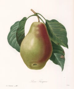 Antique Pear Engraving