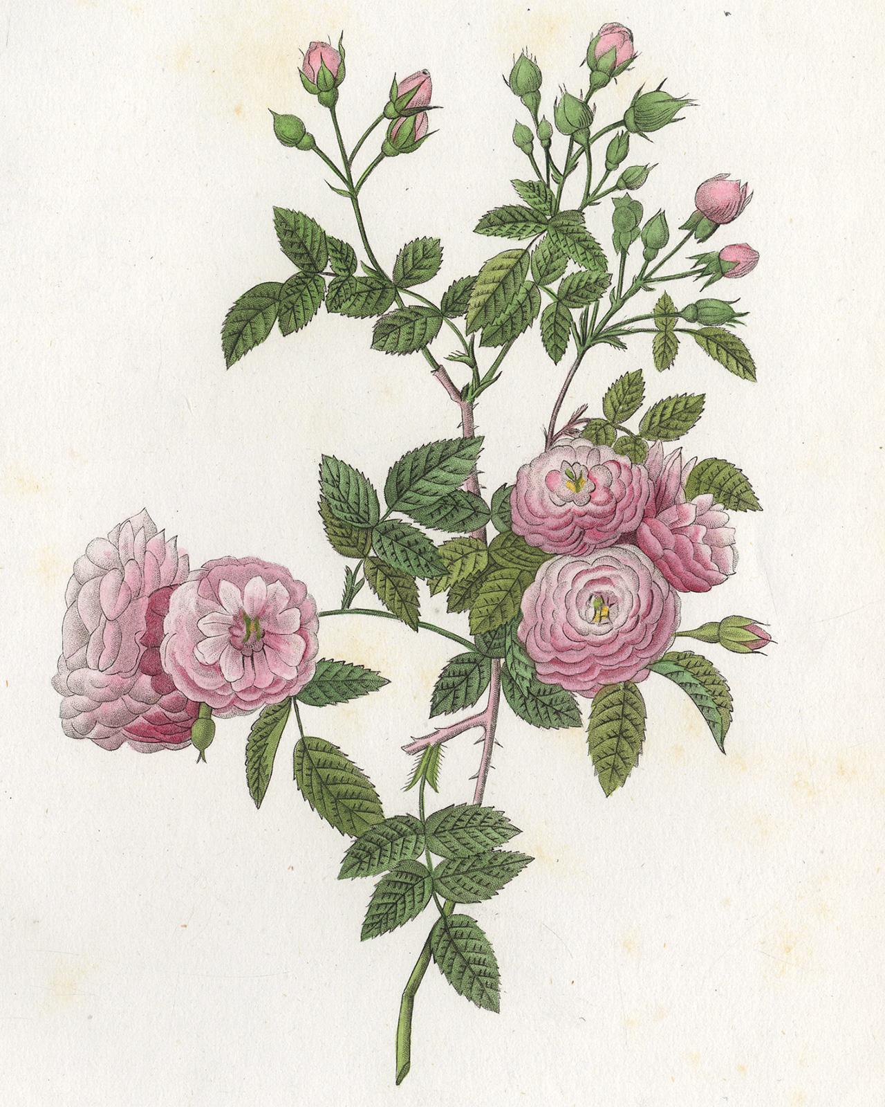 Rambling Rose by Redoute - Les Roses - Handcoloured engraving - 19th century - Print by Pierre-Joseph Redouté