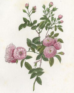 Rambling Rose by Redoute - Les Roses - Handcoloured engraving - 19th century