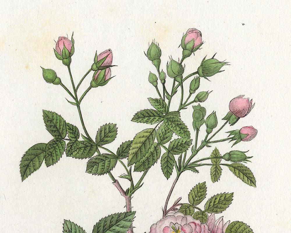 original redoute rose prints