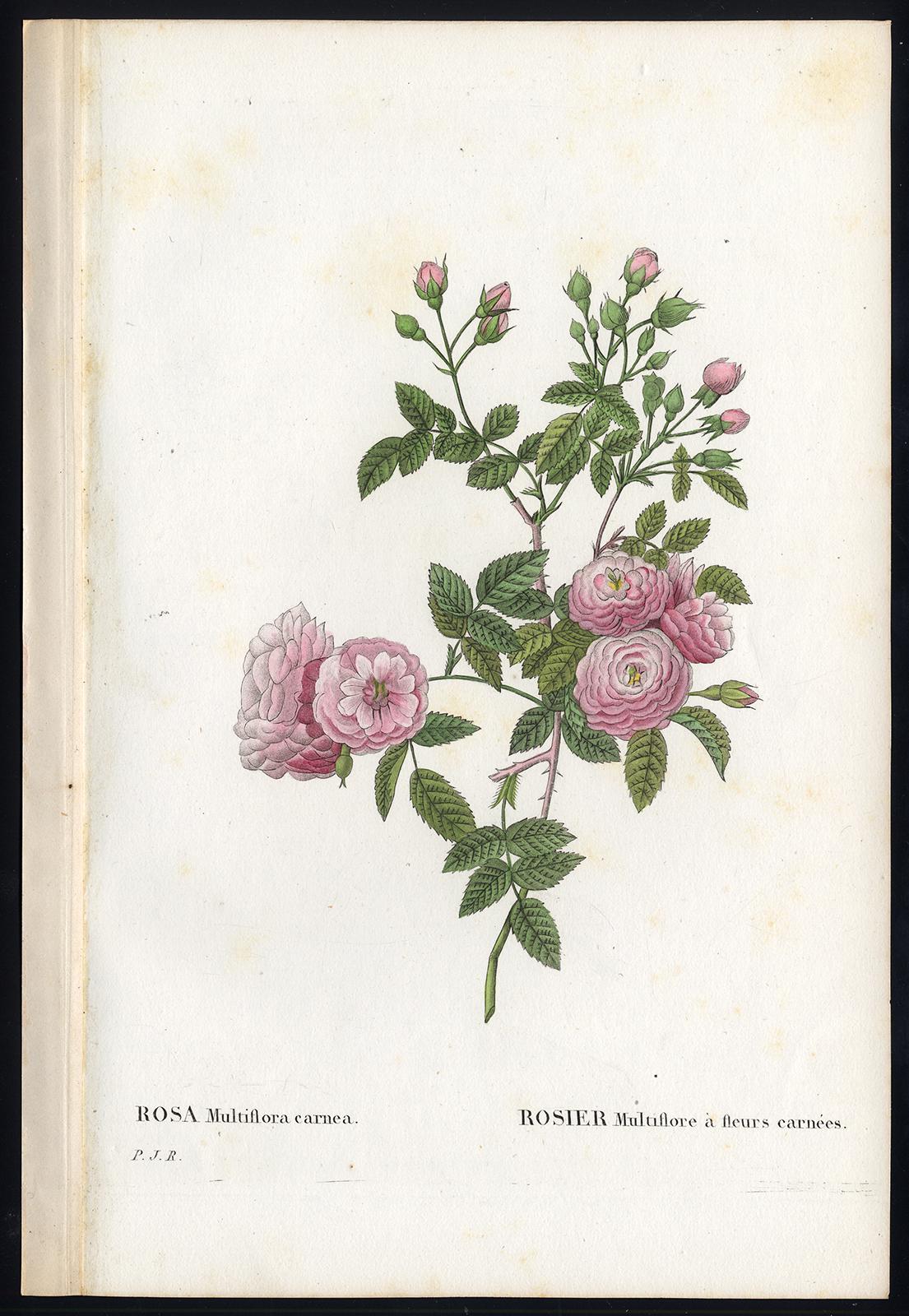 Pierre-Joseph Redouté Print - Rambling Rose by Redoute - Les Roses - Handcoloured engraving - 19th century