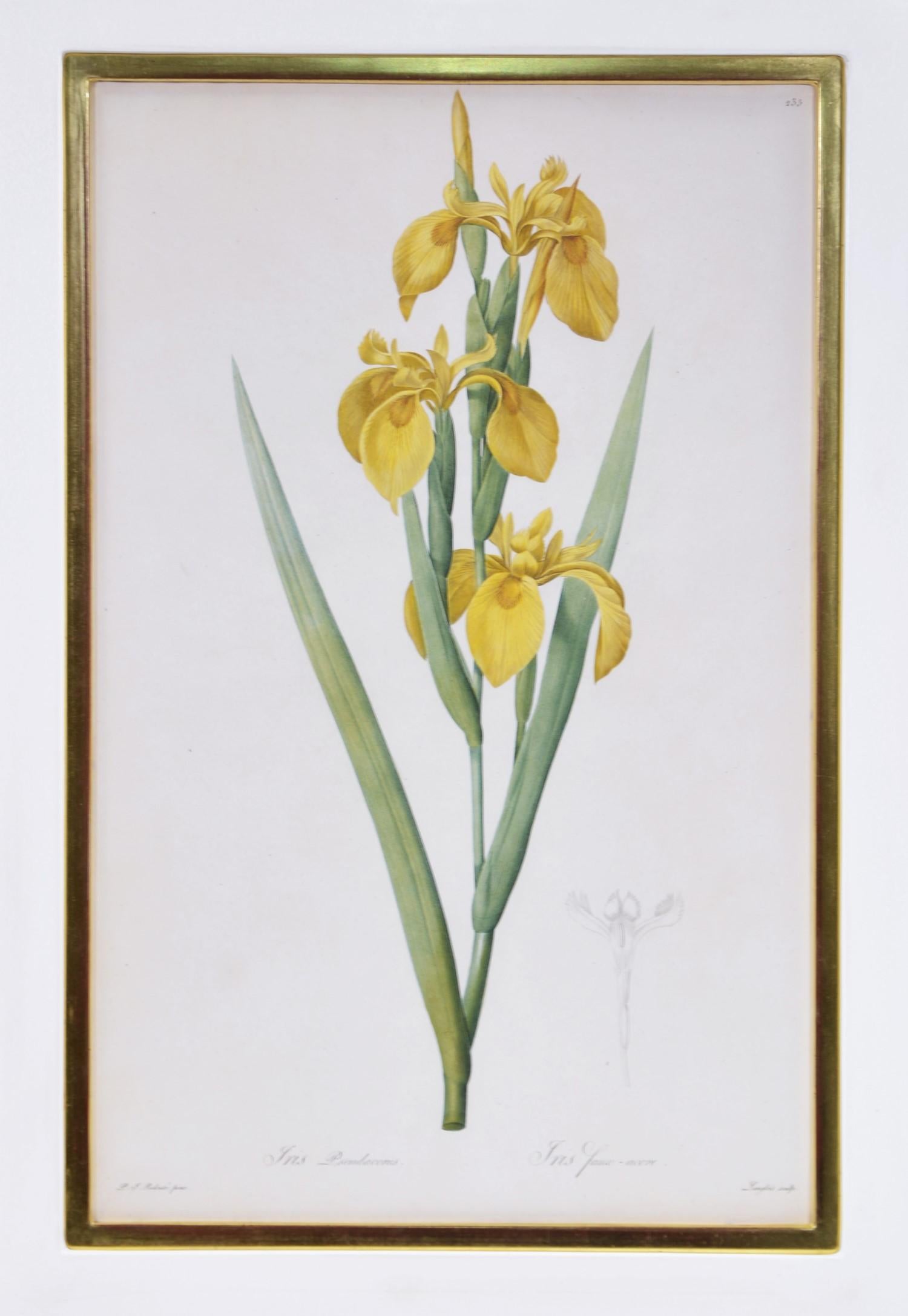 REDOUTÉ. Group of Twelve Irises - Print by Pierre-Joseph Redouté