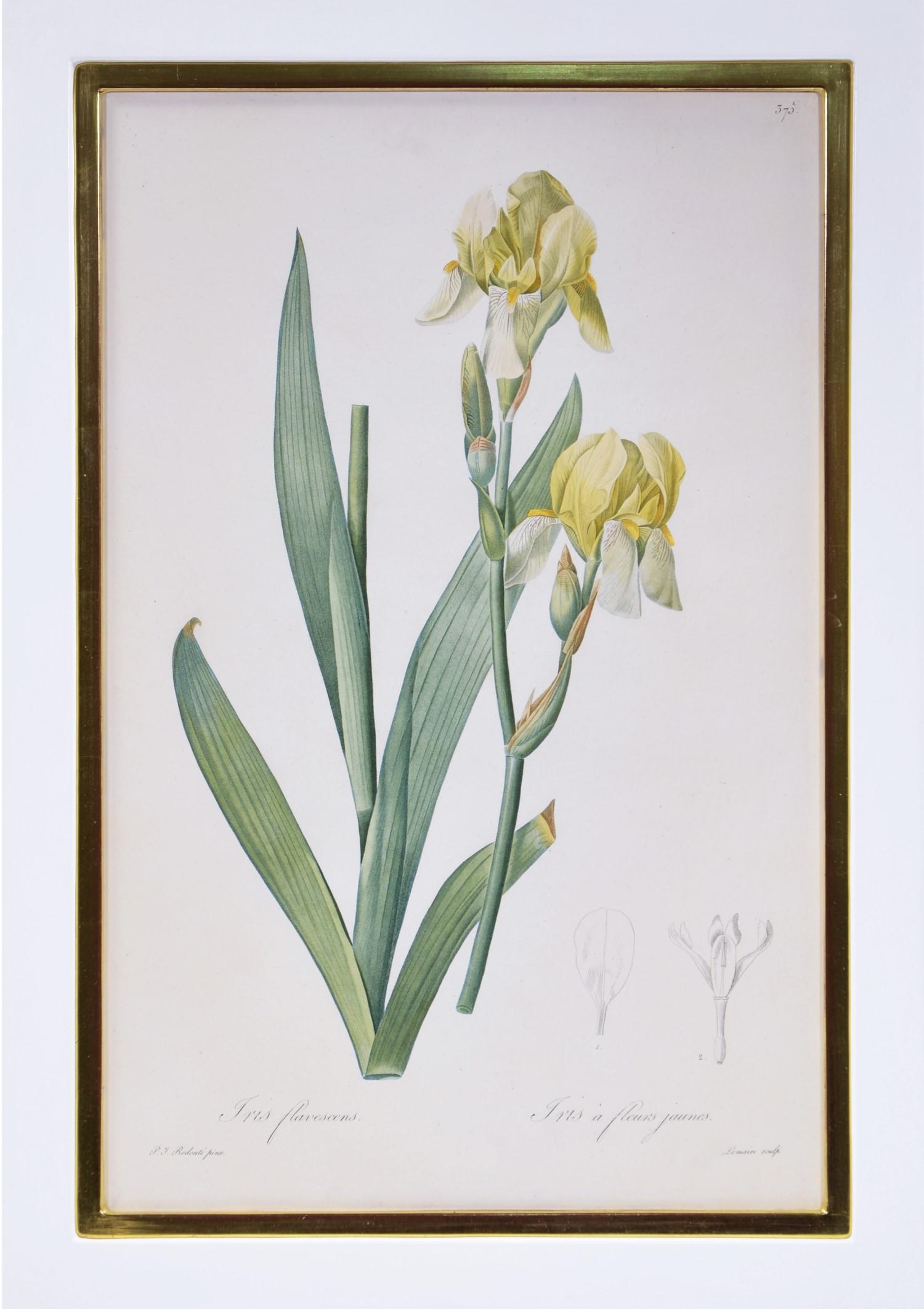 redoute iris