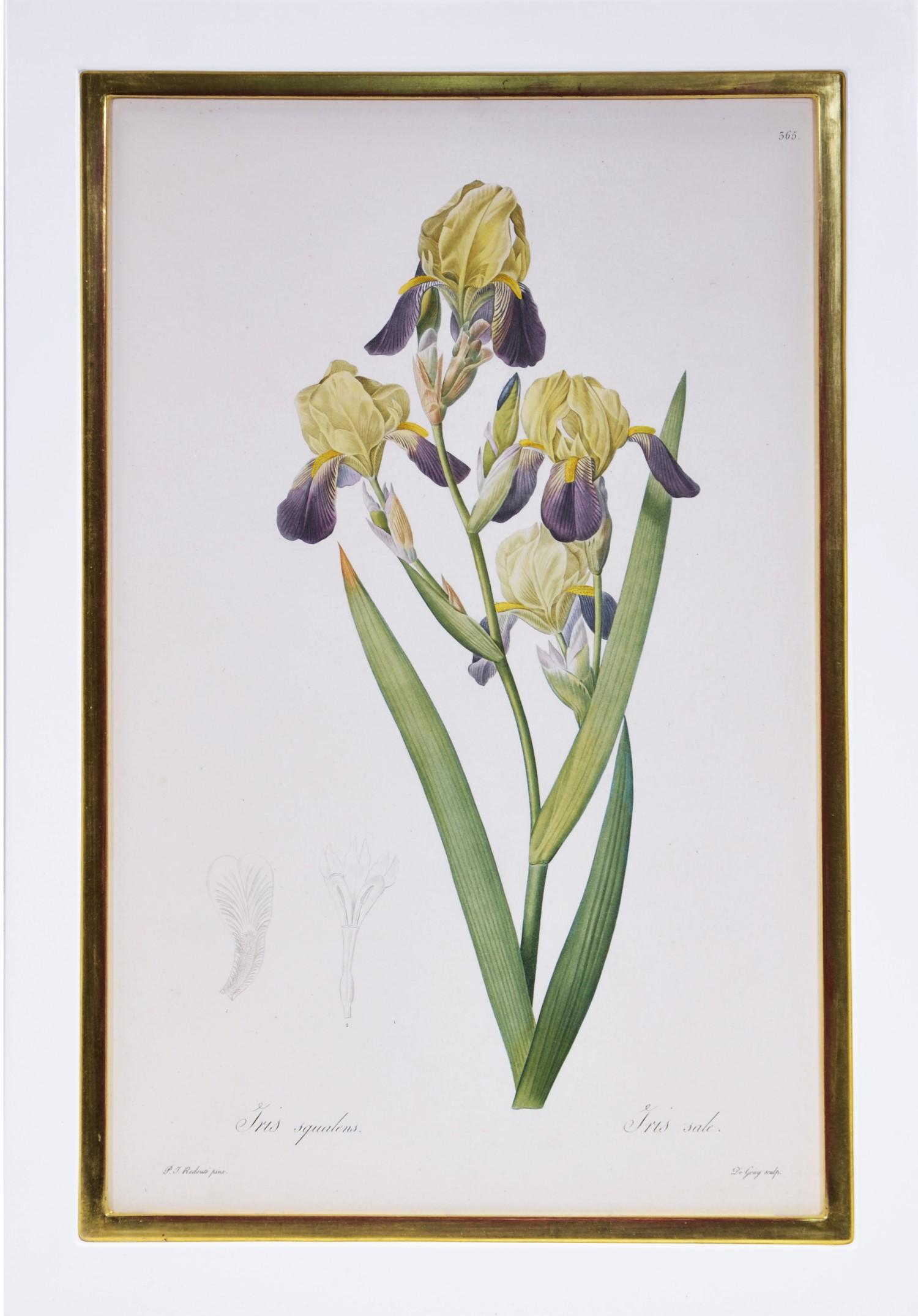 iris print