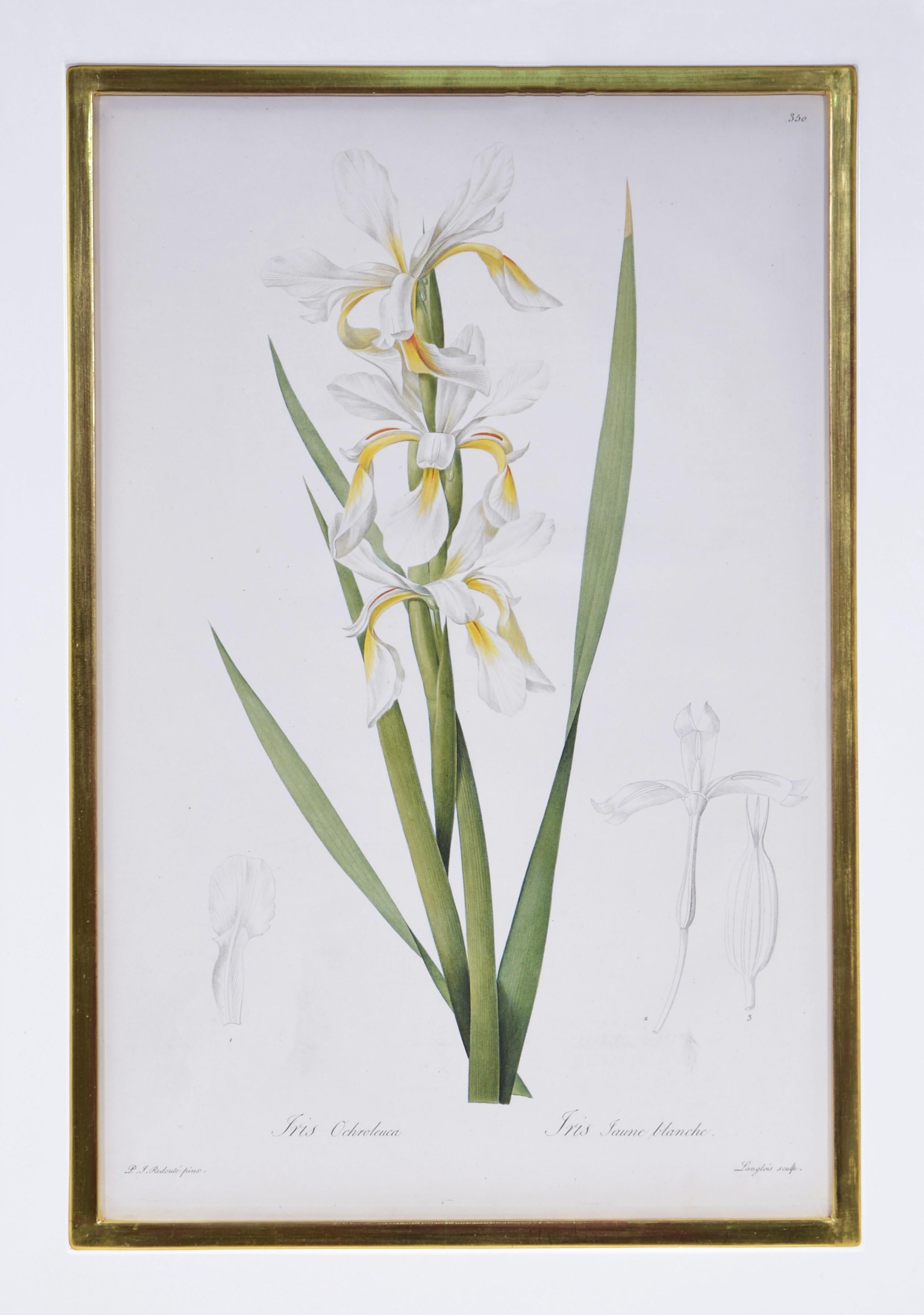 REDOUTÉ. Group of Twelve Irises - Naturalistic Print by Pierre-Joseph Redouté