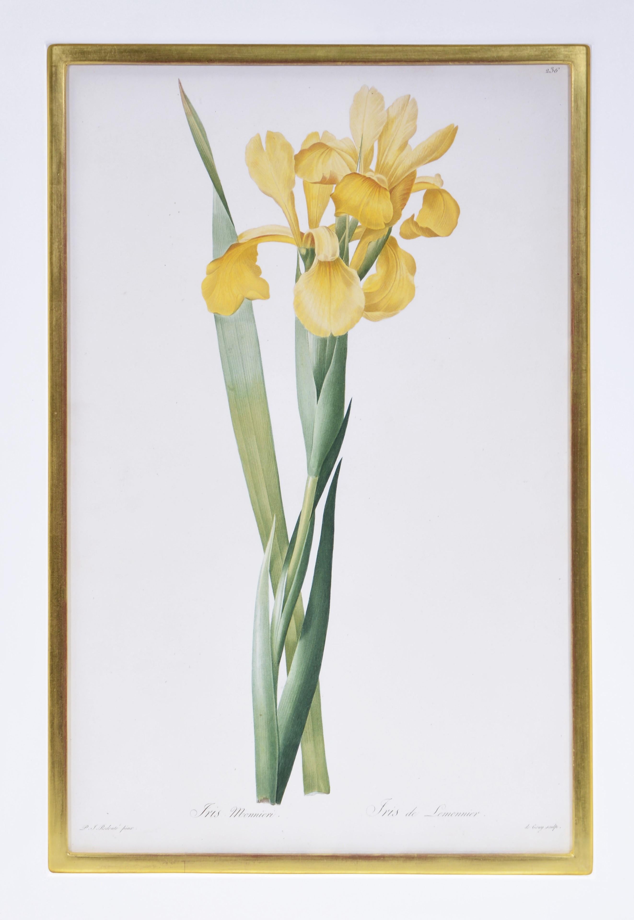 REDOUTÉ. Group of Twelve Irises - Gray Still-Life Print by Pierre-Joseph Redouté