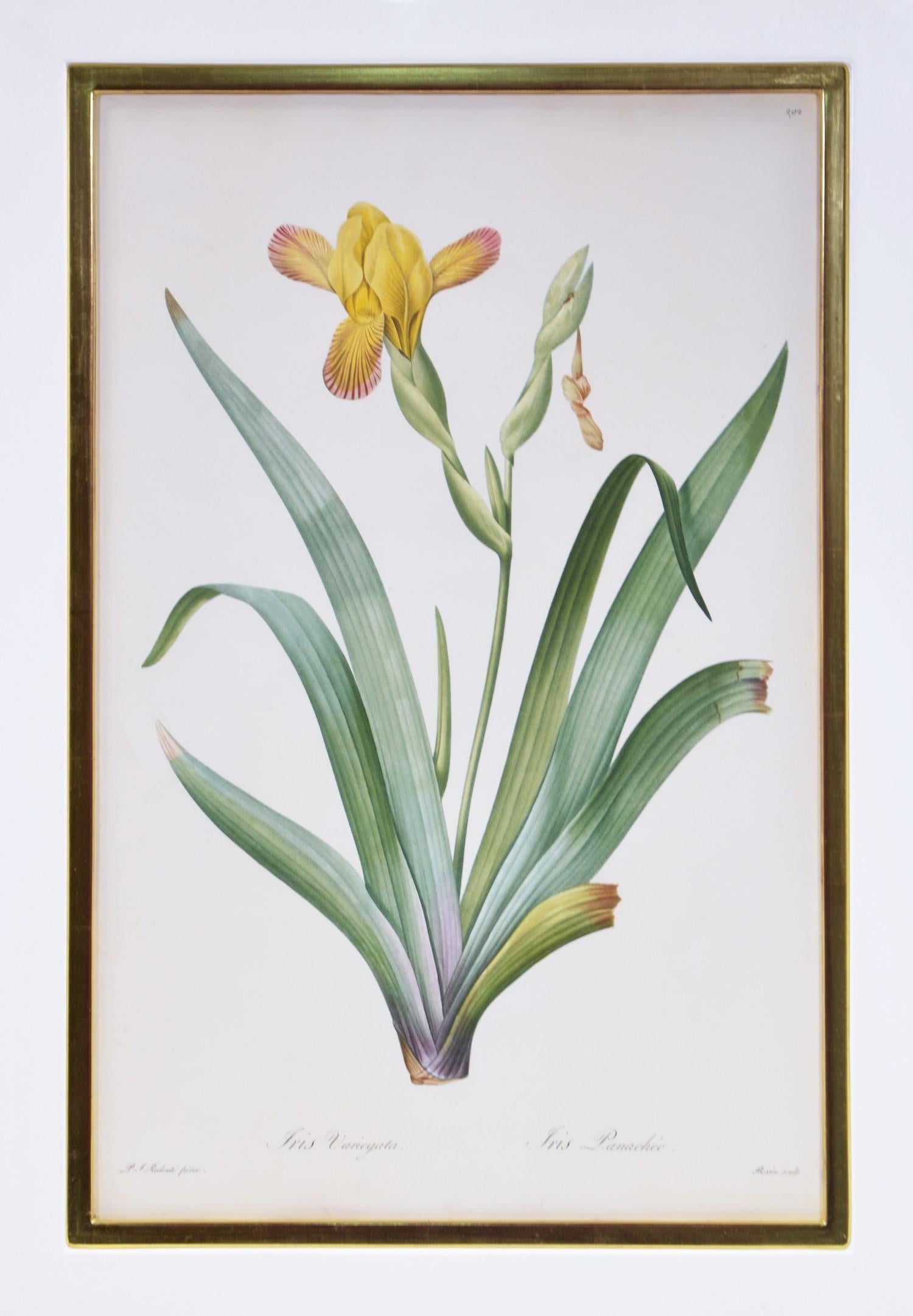 Group of twelve stipple-engraved plates of Irises, printed in colours and finished by hand.  
[Chez L'Ateur, Paris, 1802]

The highest peak of Redoute's artistic and botanical achievement... Among the most important monuments of botanical