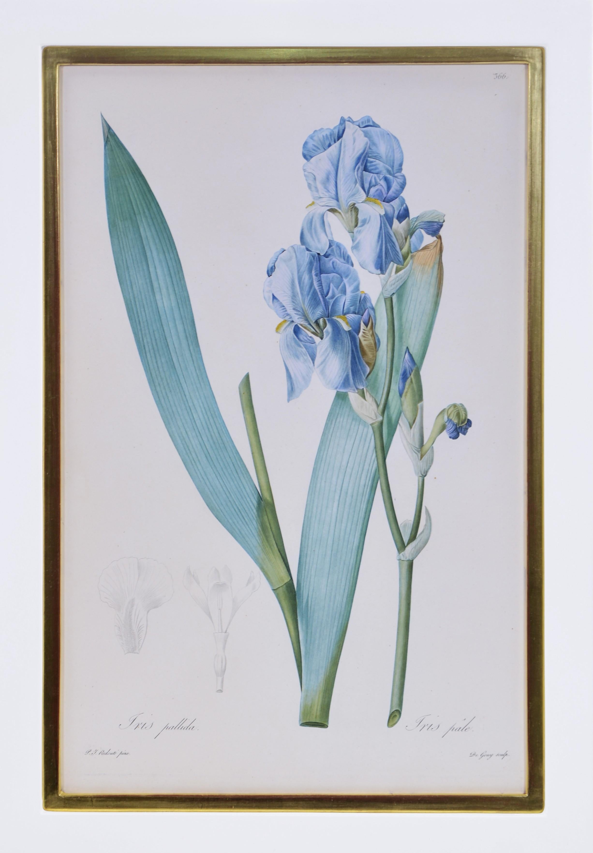 Pierre-Joseph Redouté Still-Life Print - REDOUTÉ. Group of Twelve Irises
