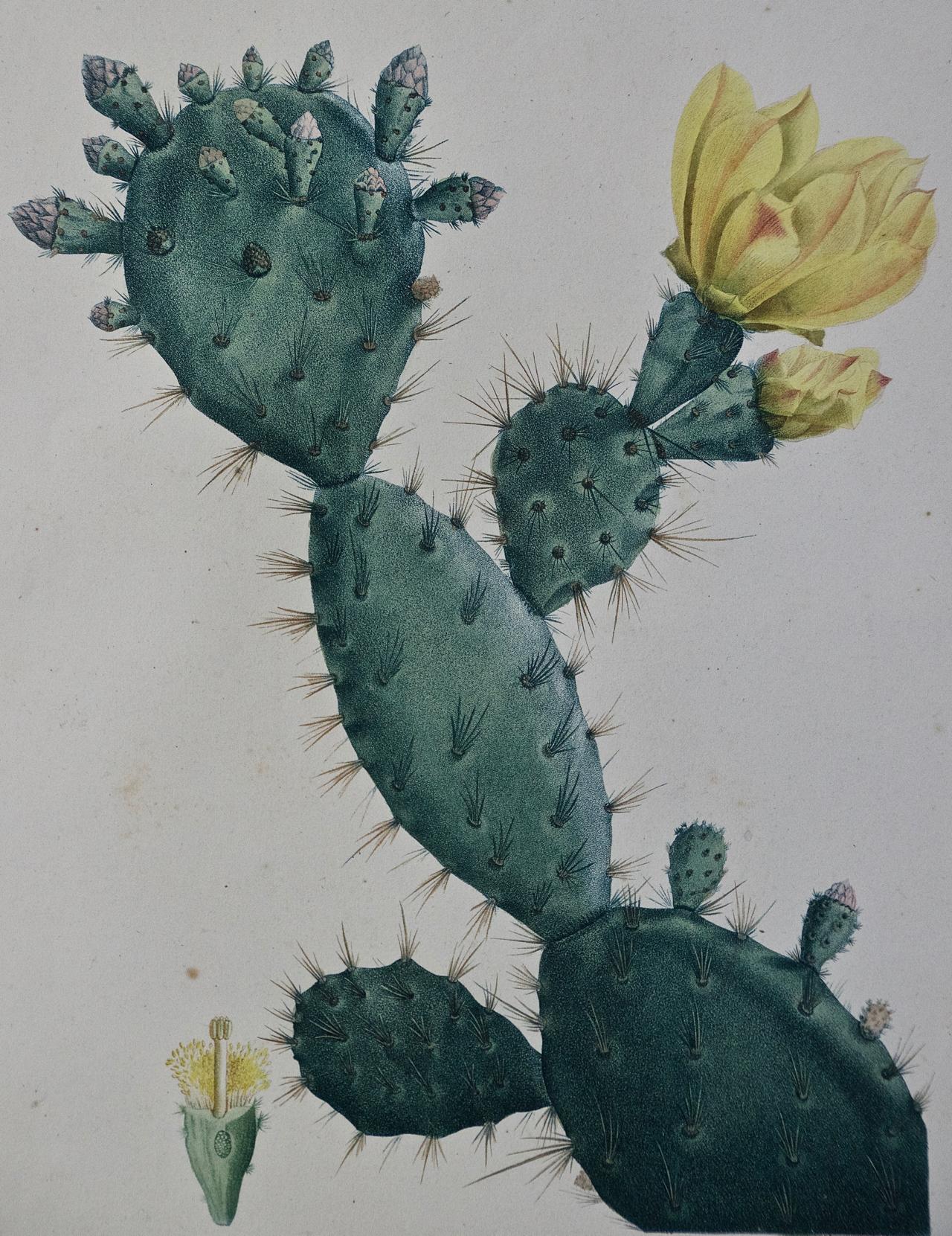 pure cactus spineless