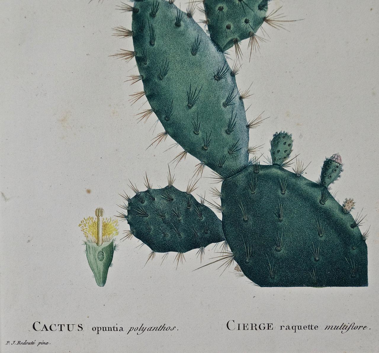 pierre cactus