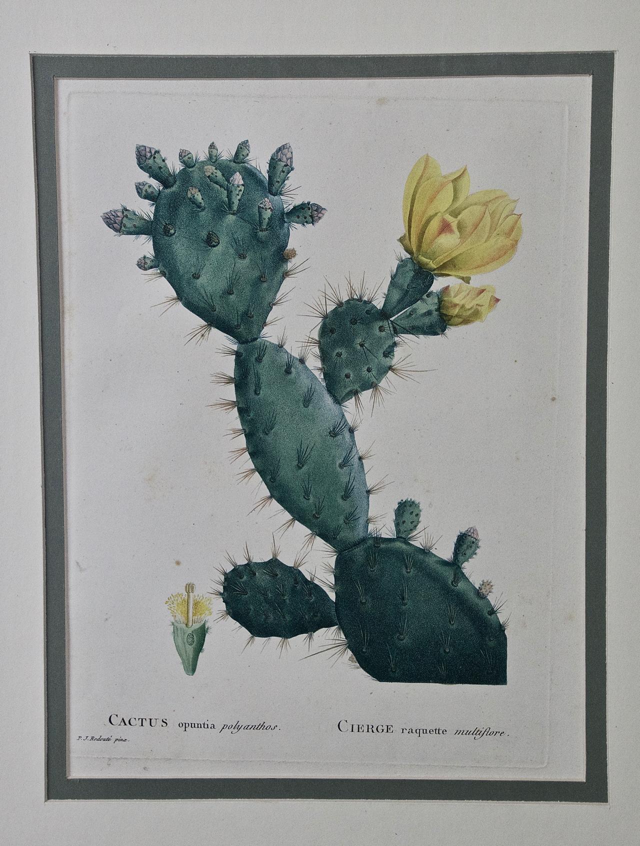 Flowering Cactus: Redoute Hand-colored Engraving 