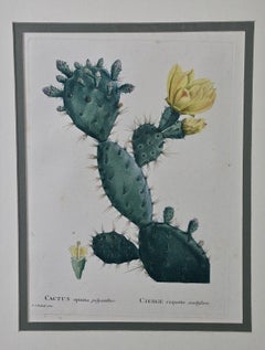 Redoute Hand Colored Engraving of Cactus Flowers "Cactus Opuntia Polyanthos"
