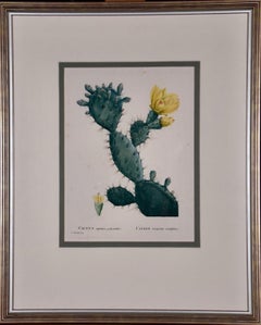 Flowering Cactus: Redoute Hand-colored Engraving "Cactus Opuntia Polyanthos"