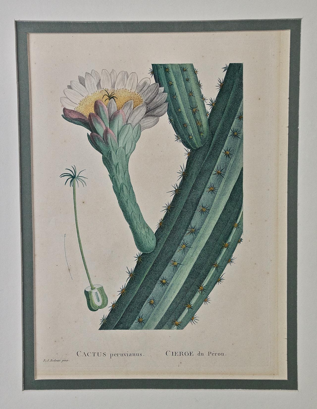 Flowering Cactus: A Framed 18th C. Hand-colored Engraving by Redoute - Print by Pierre-Joseph Redouté