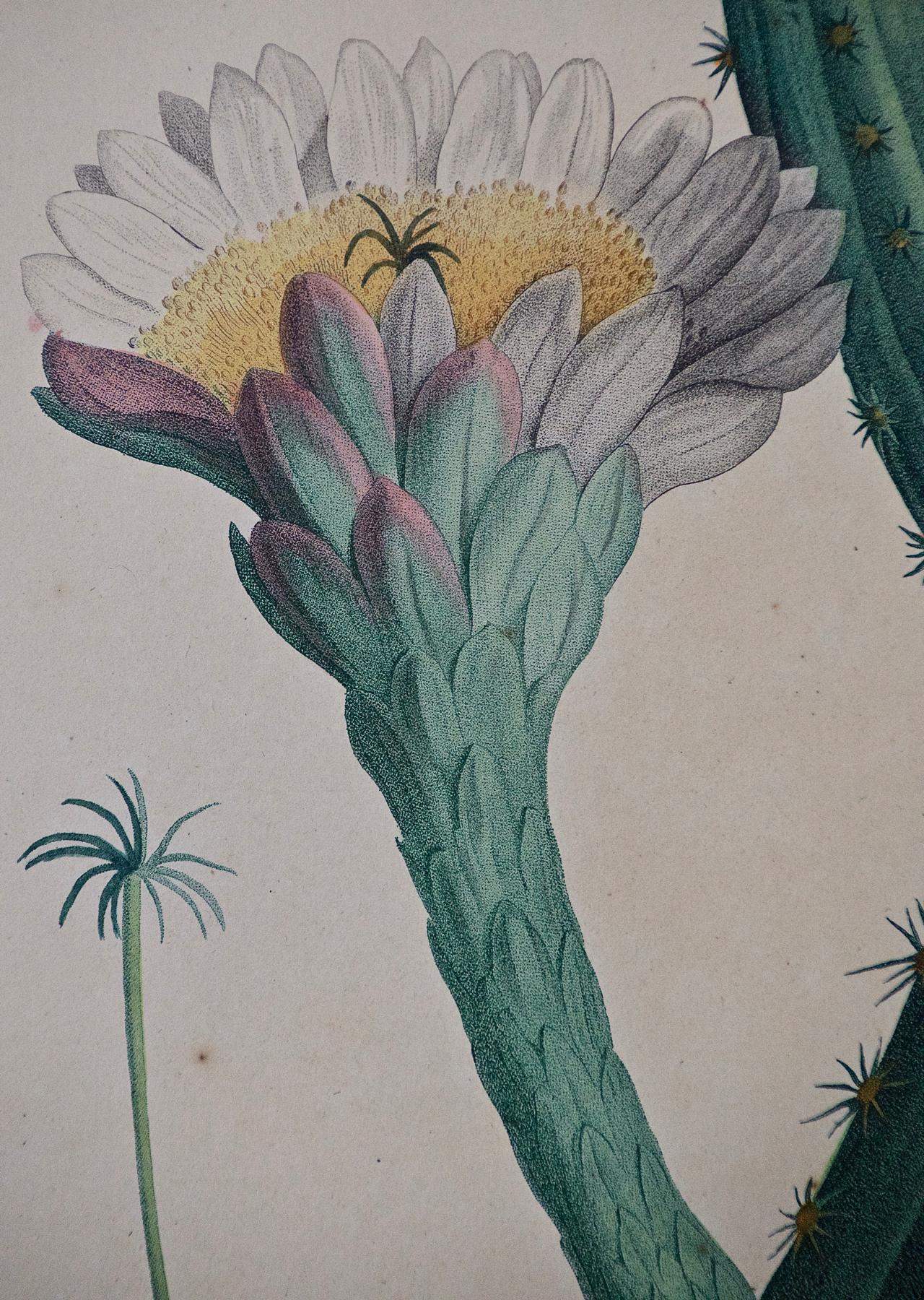 la redoute cactus