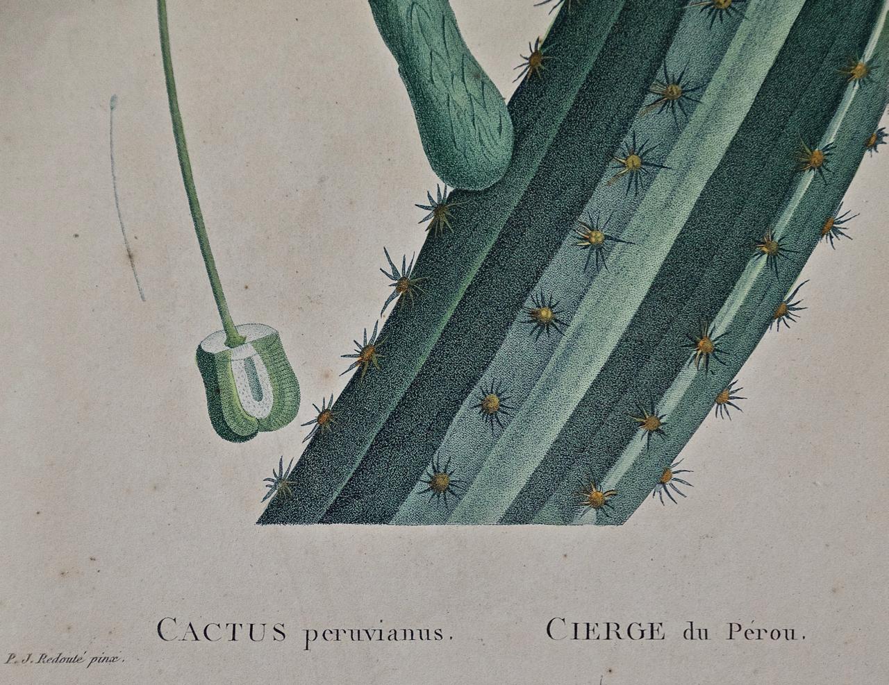Redoute Hand-colored Engraving of Cactus Flowers 