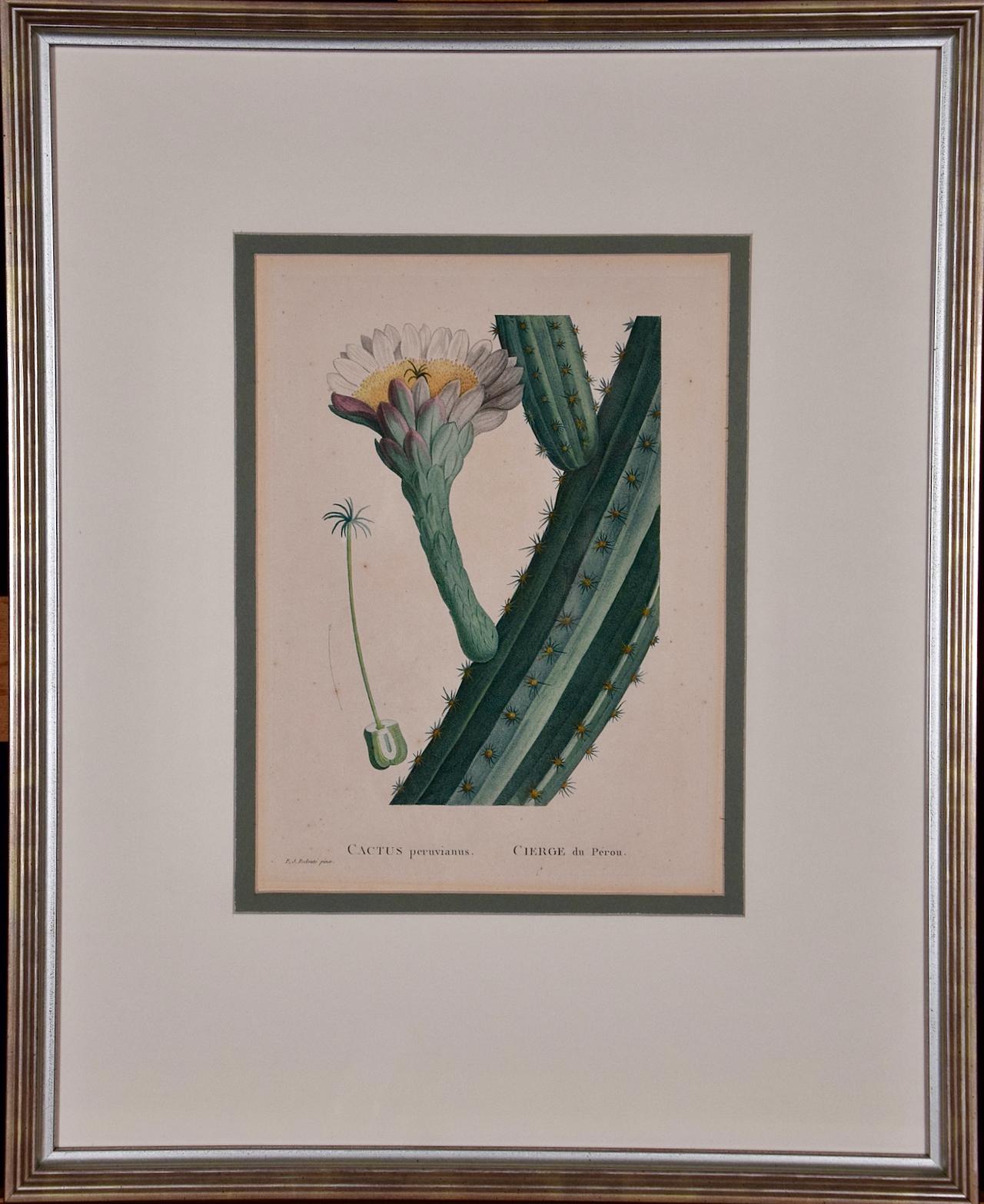Pierre-Joseph Redouté Still-Life Print - Redoute Hand-colored Engraving of Cactus Flowers "Cactus Peruvianus Cierge"