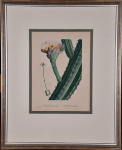 Used Redoute Hand-colored Engraving of Cactus Flowers "Cactus Peruvianus Cierge"