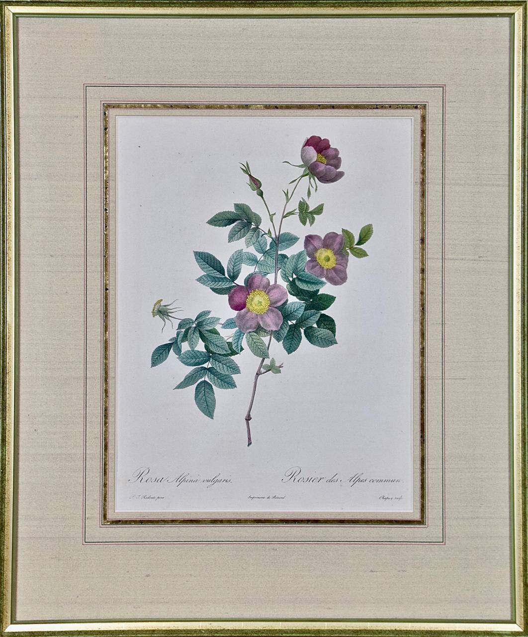 Pierre-Joseph Redouté Still-Life Print - Redoute Hand Colored Engraving "Rosa Alpina" from Les Roses