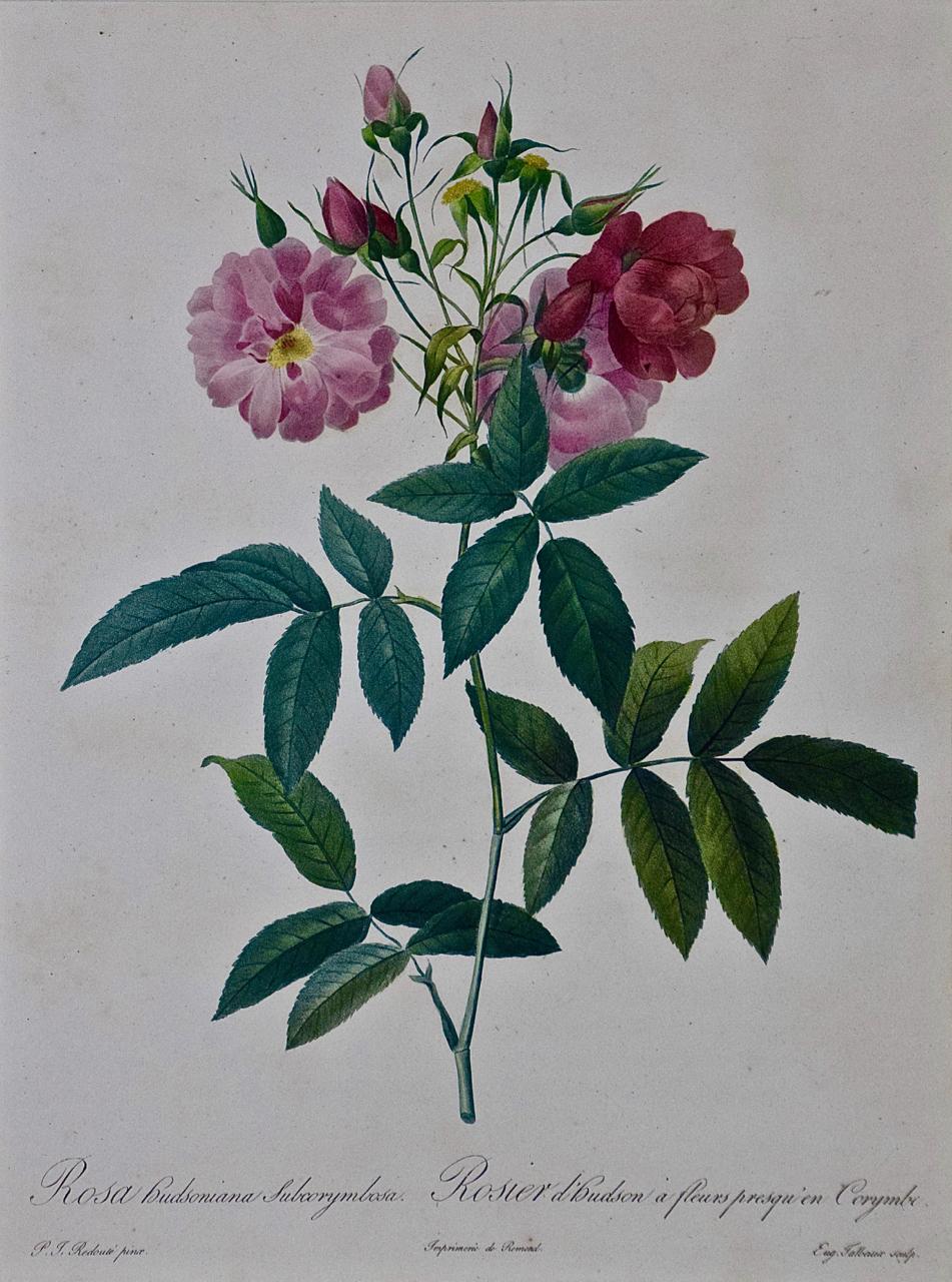 Redoute Hand Colored Engraving 
