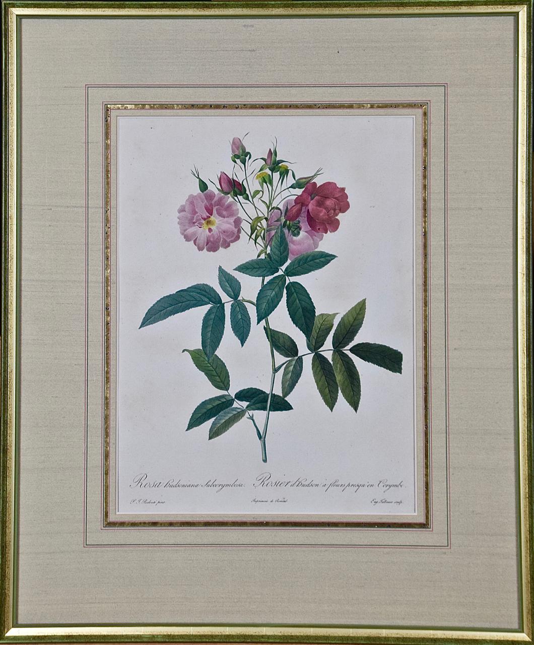 Pierre-Joseph Redouté Still-Life Print - Redoute Hand Colored Engraving "Rosa Budsoniana" from Les Roses