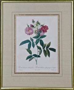 Redoute Hand Colored Engraving "Rosa Budsoniana" from Les Roses