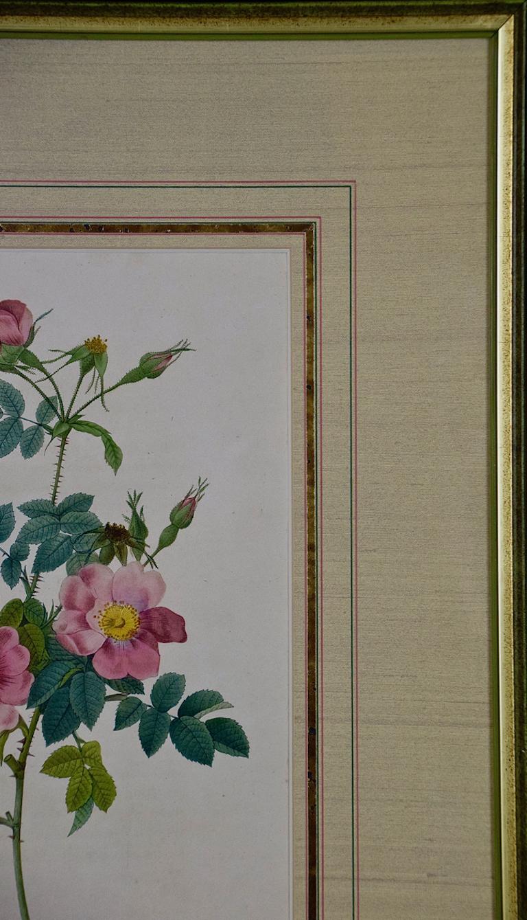 Redoute Hand Colored Engraving 