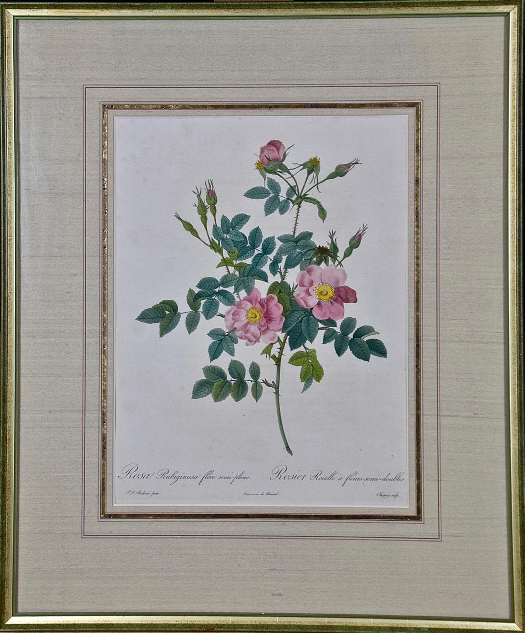 Pierre-Joseph Redouté Still-Life Print - Redoute Hand Colored Engraving "Rosa Rubiginosa Flore Semi-Pleno" from Les Roses