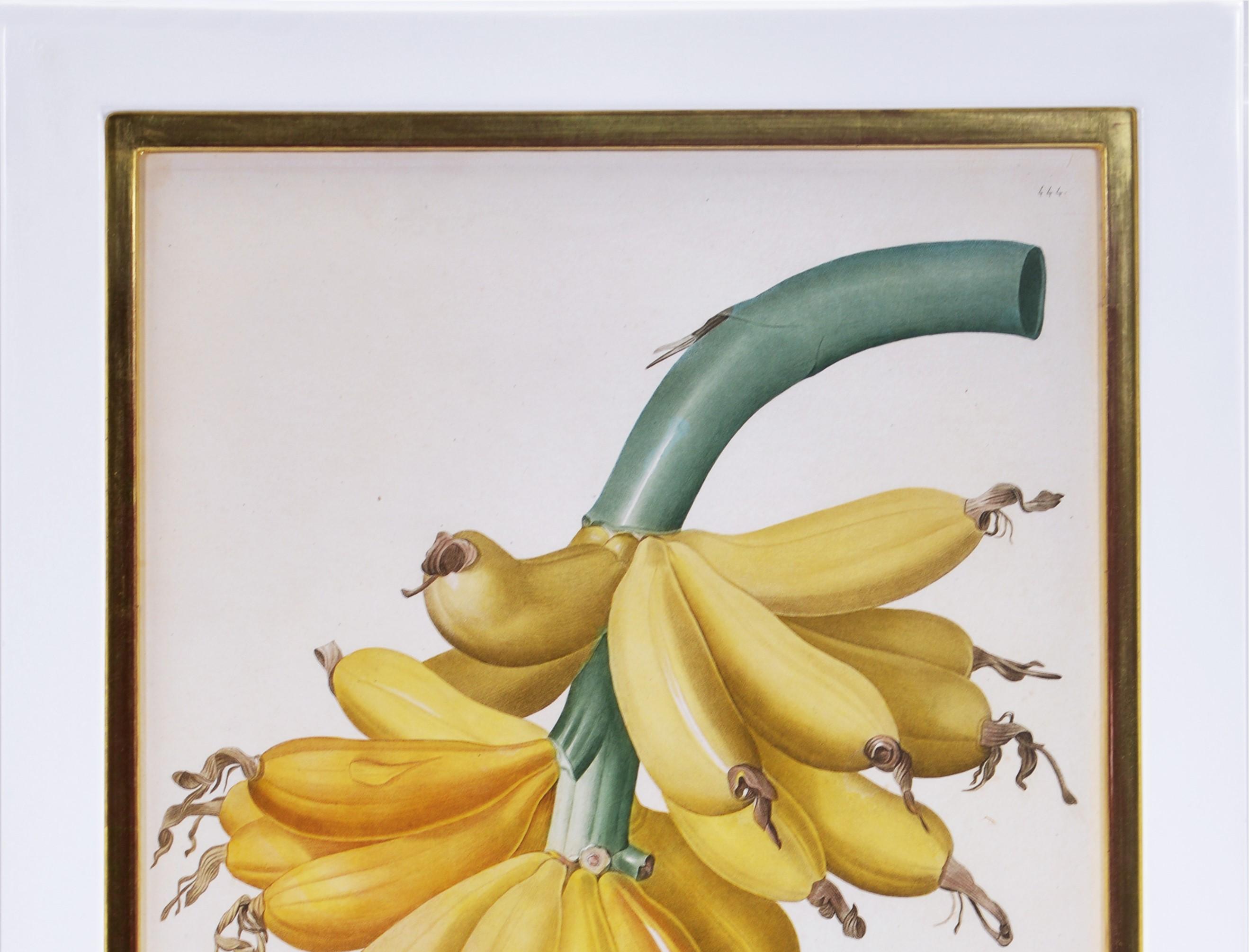 REDOUTÉ. Musa paradisiaca - Banana - Print by Pierre-Joseph Redouté