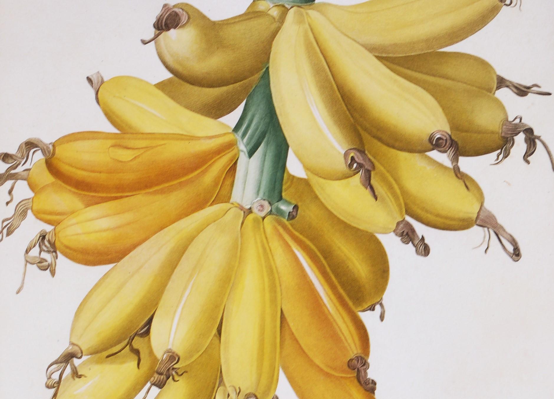 banana joseph