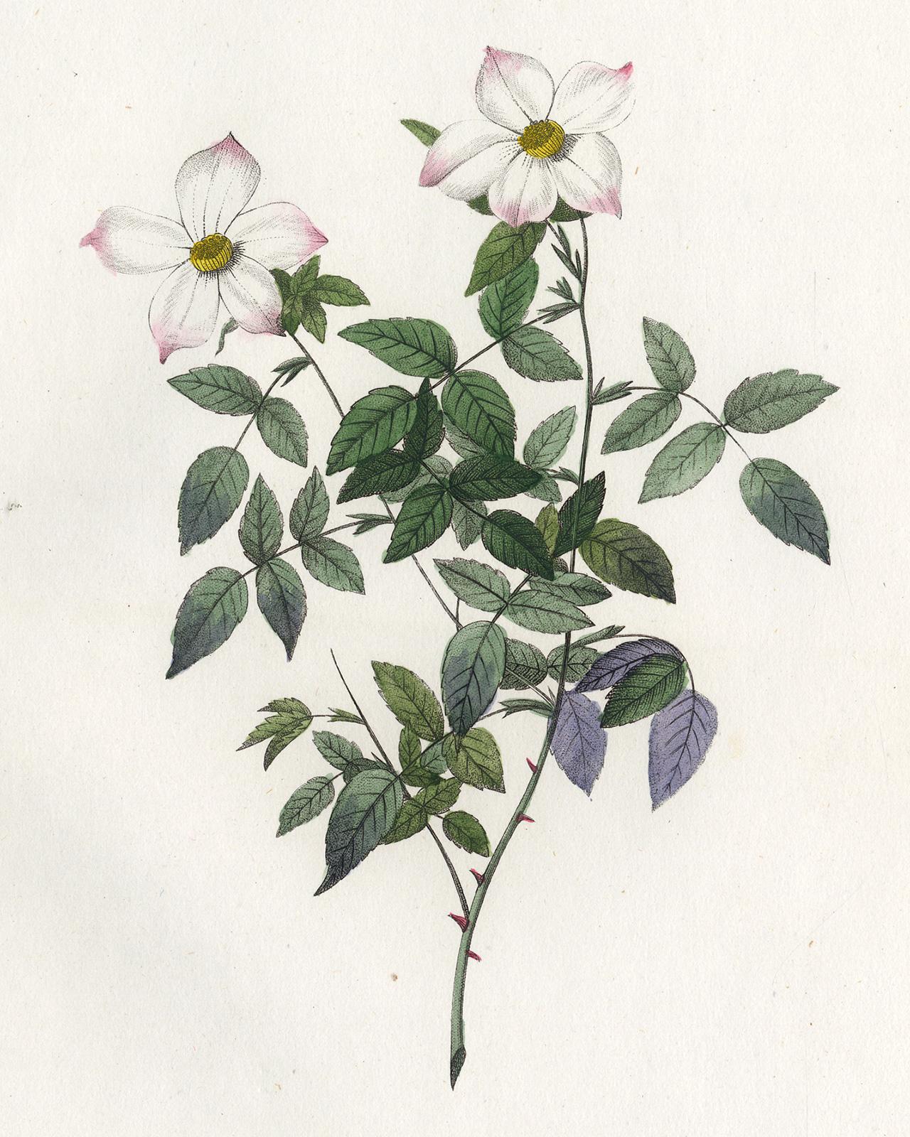 Rosa Acuminata by Redoute - Les Roses - Handcoloured engraving - 19th century - Print by Pierre-Joseph Redouté