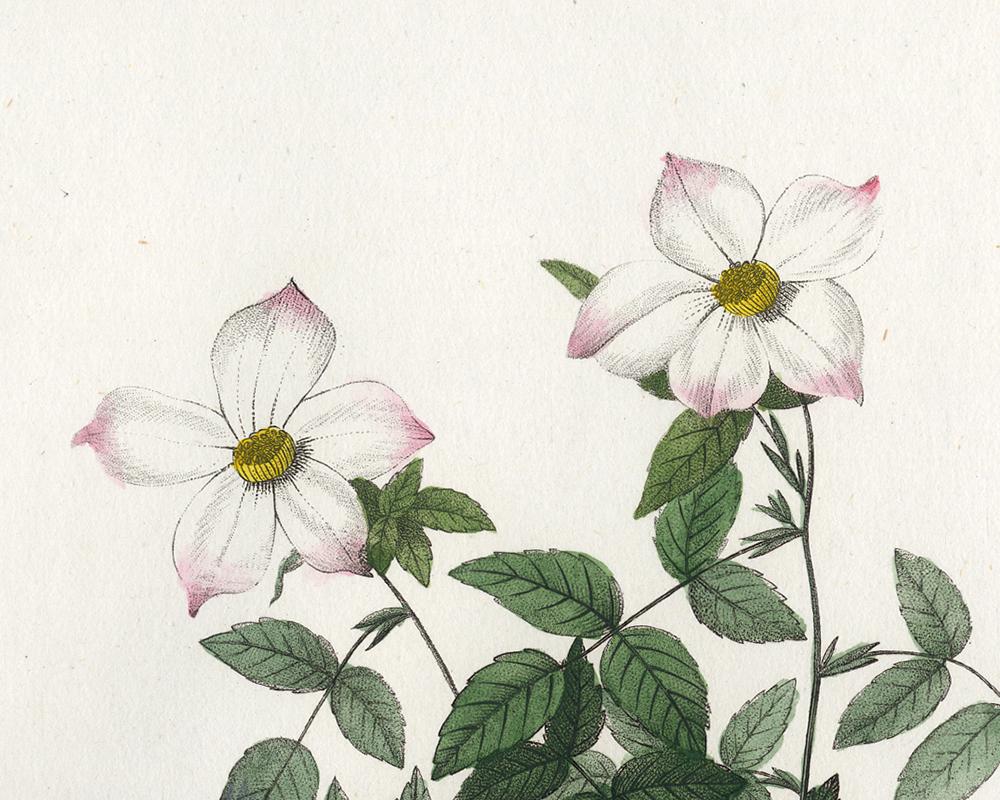 Rosa Acuminata by Redoute - Les Roses - Handcoloured engraving - 19th century - Old Masters Print by Pierre-Joseph Redouté