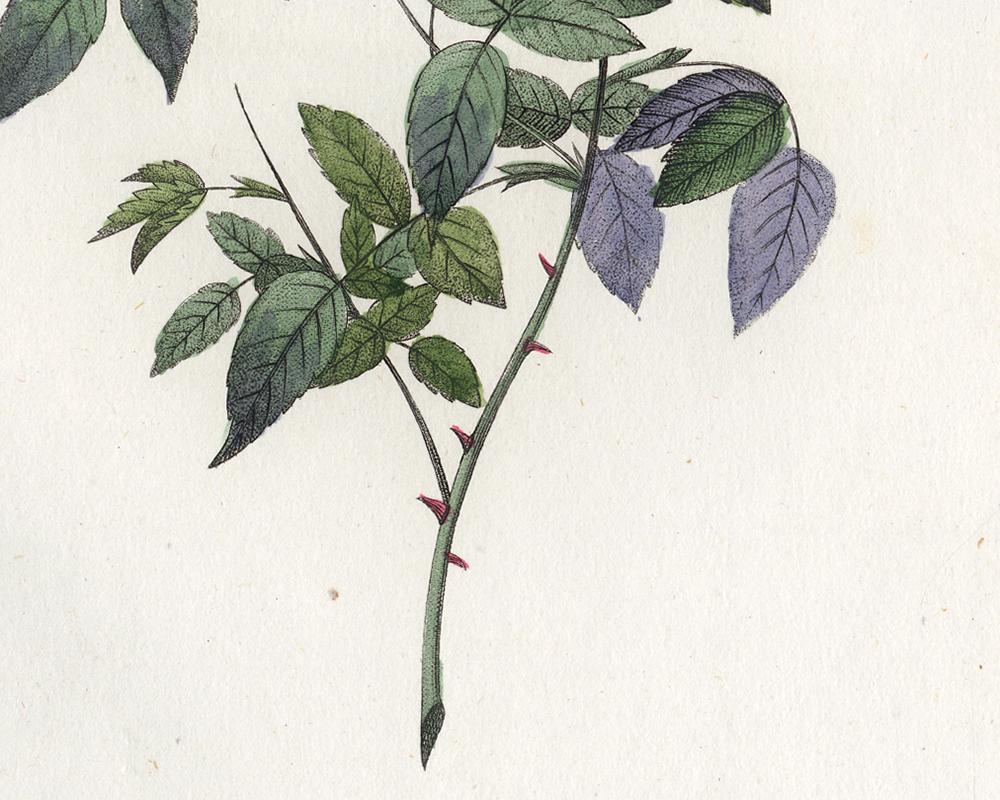 Rosa Acuminata by Redoute - Les Roses - Handcoloured engraving - 19th century - White Print by Pierre-Joseph Redouté