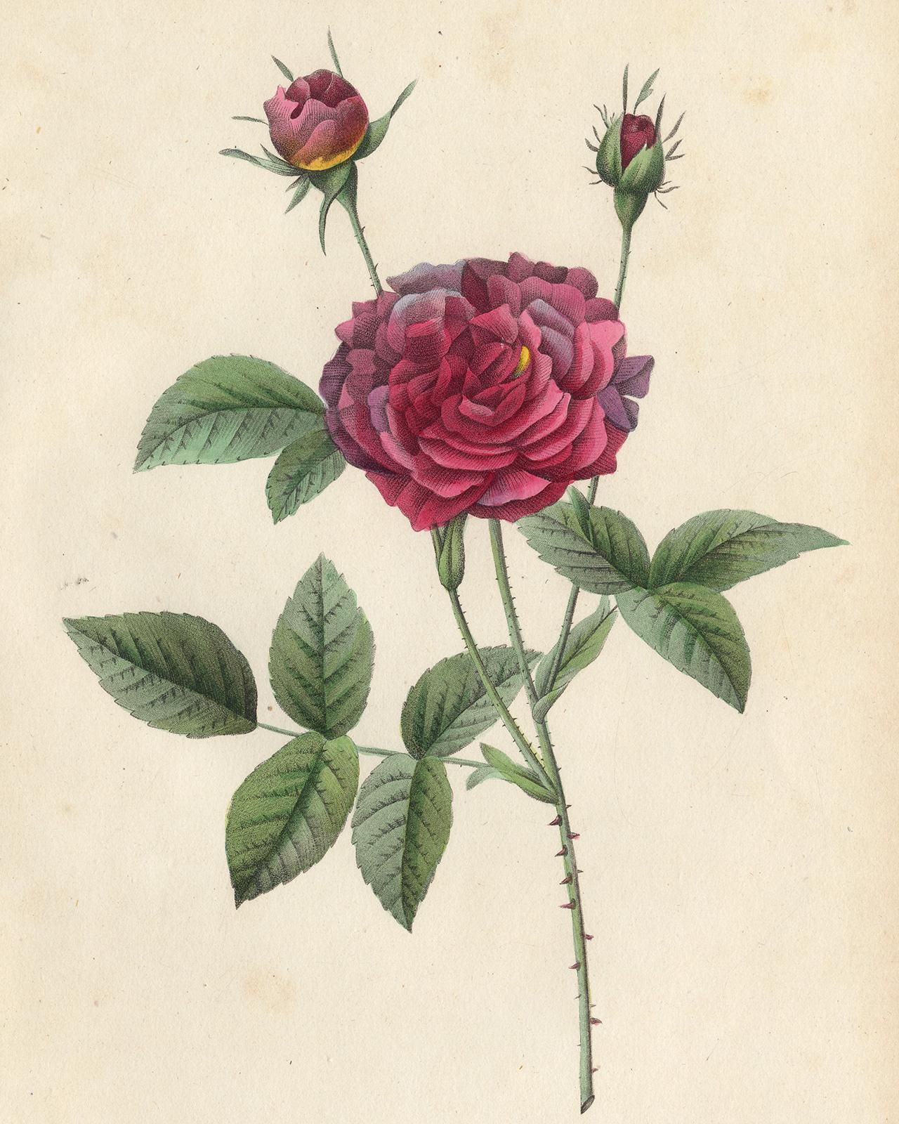 Rosa Condea by Redoute - Les Roses - Handcoloured engraving - 19th century - Print by Pierre-Joseph Redouté