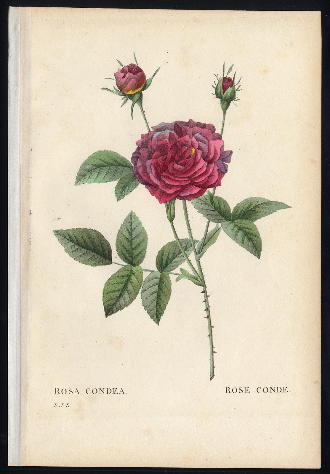 Pierre-Joseph Redouté Print - Rosa Condea by Redoute - Les Roses - Handcoloured engraving - 19th century