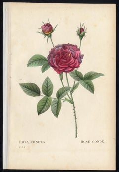 Antique Rosa Condea by Redoute - Les Roses - Handcoloured engraving - 19th century