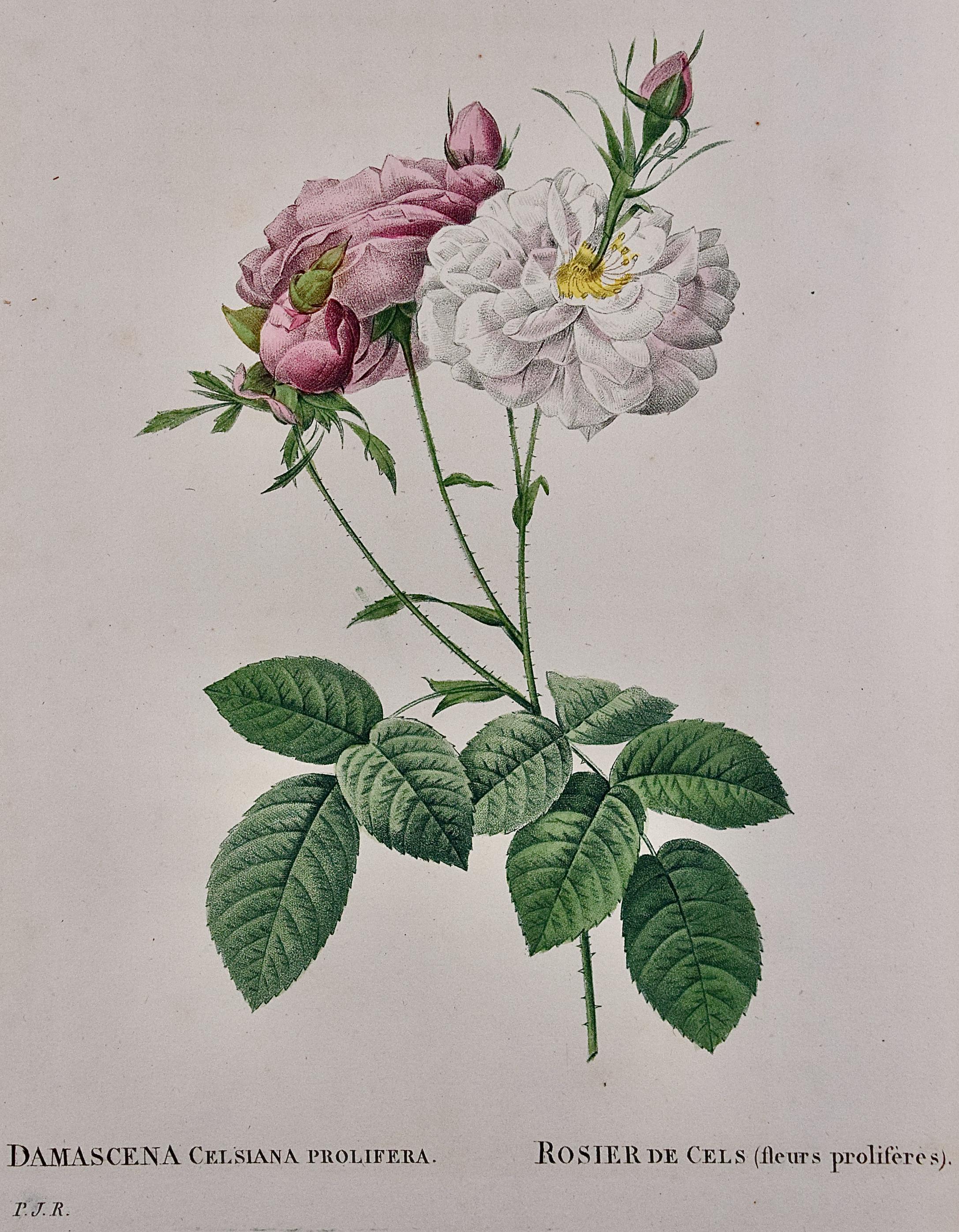 Rosa Damacena Celsiana (Roses): Original 19th C. Hand-colored Redoute Engraving - Print by Pierre-Joseph Redouté