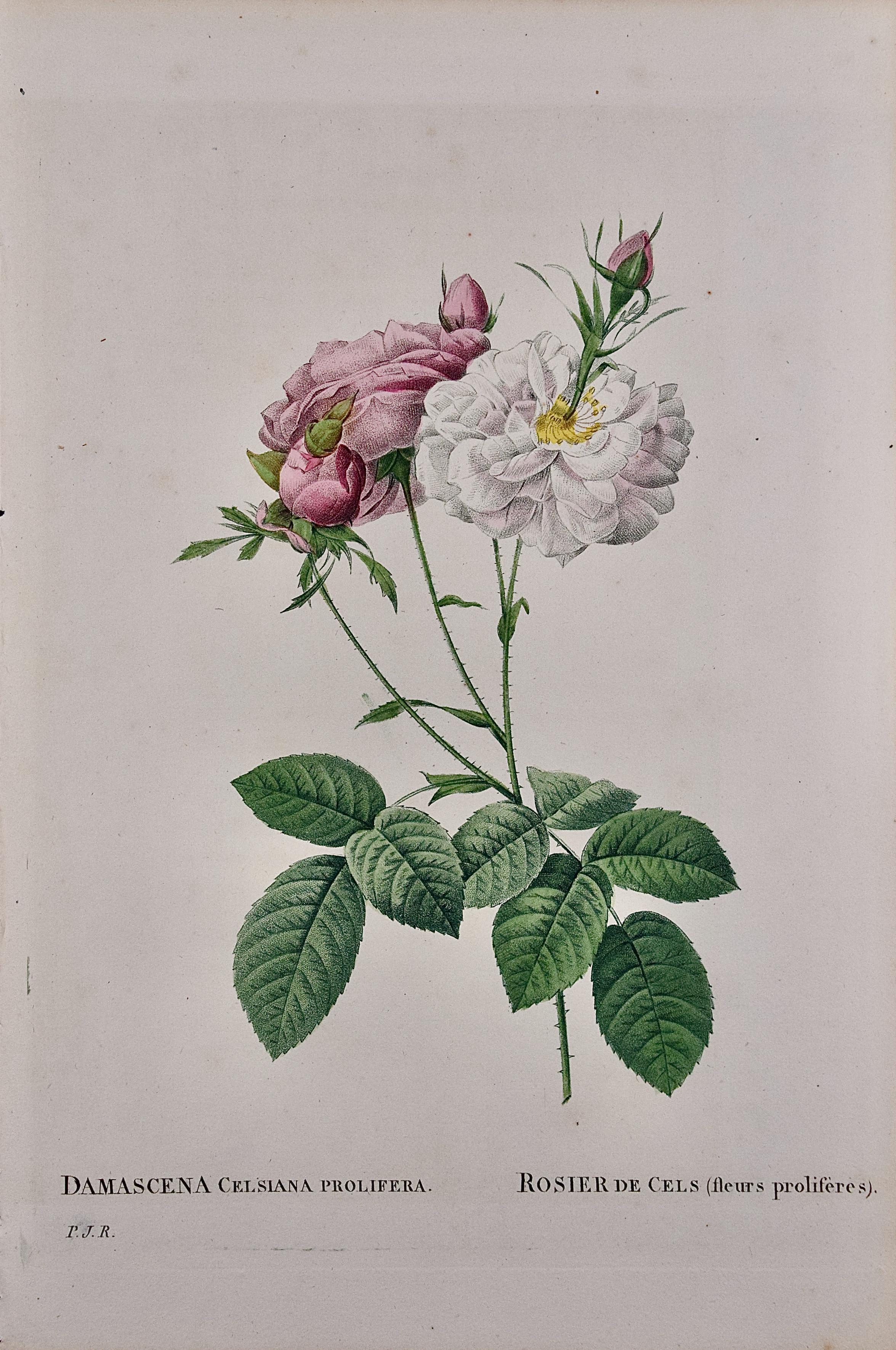 Pierre-Joseph Redouté Still-Life Print - Rosa Damacena Celsiana (Roses): Original 19th C. Hand-colored Redoute Engraving