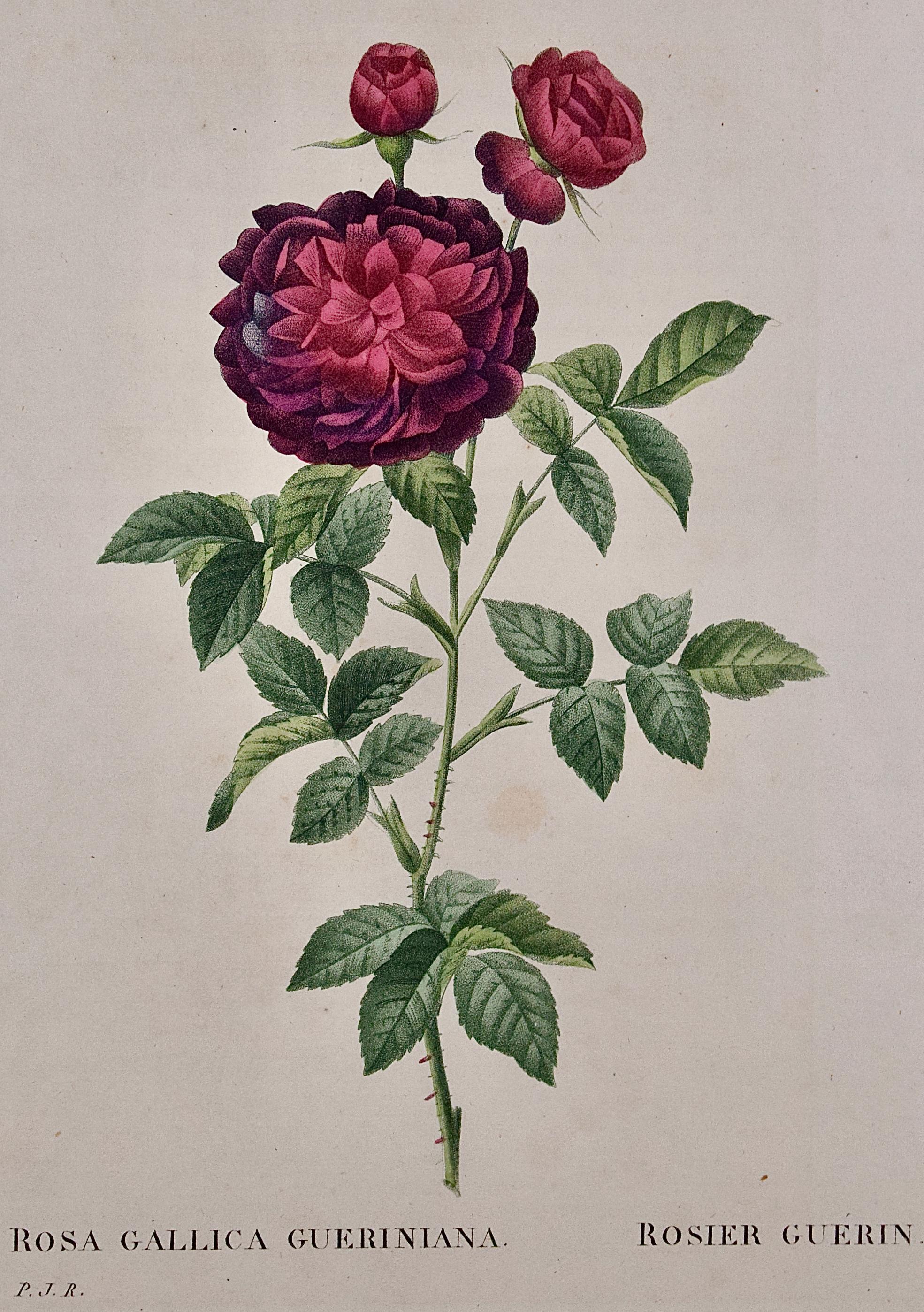 Rosa Gallica Gueriniana (Roses): Original 19th C. Hand-colored Redoute Engraving - Print by Pierre-Joseph Redouté