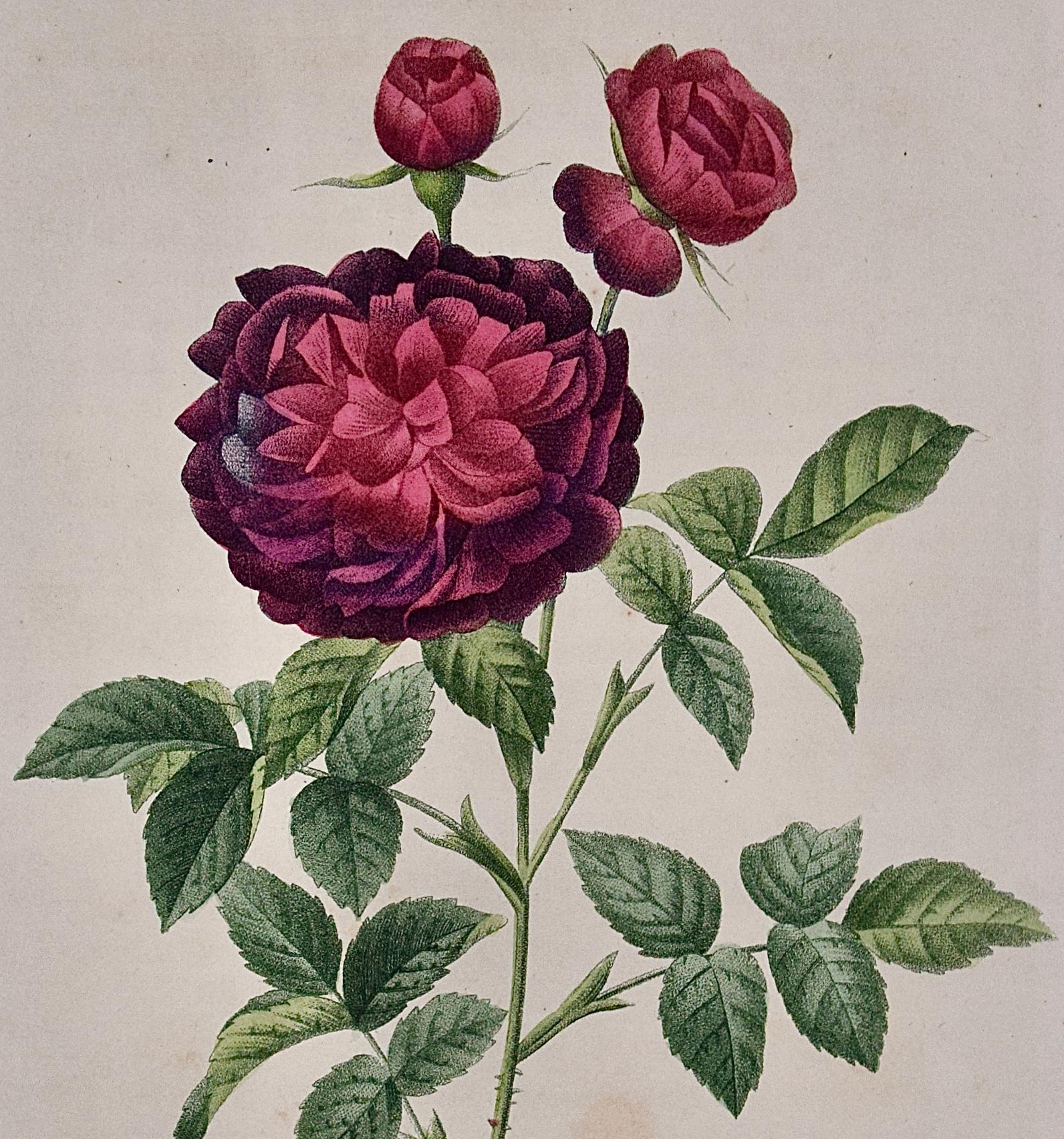 gallica roses