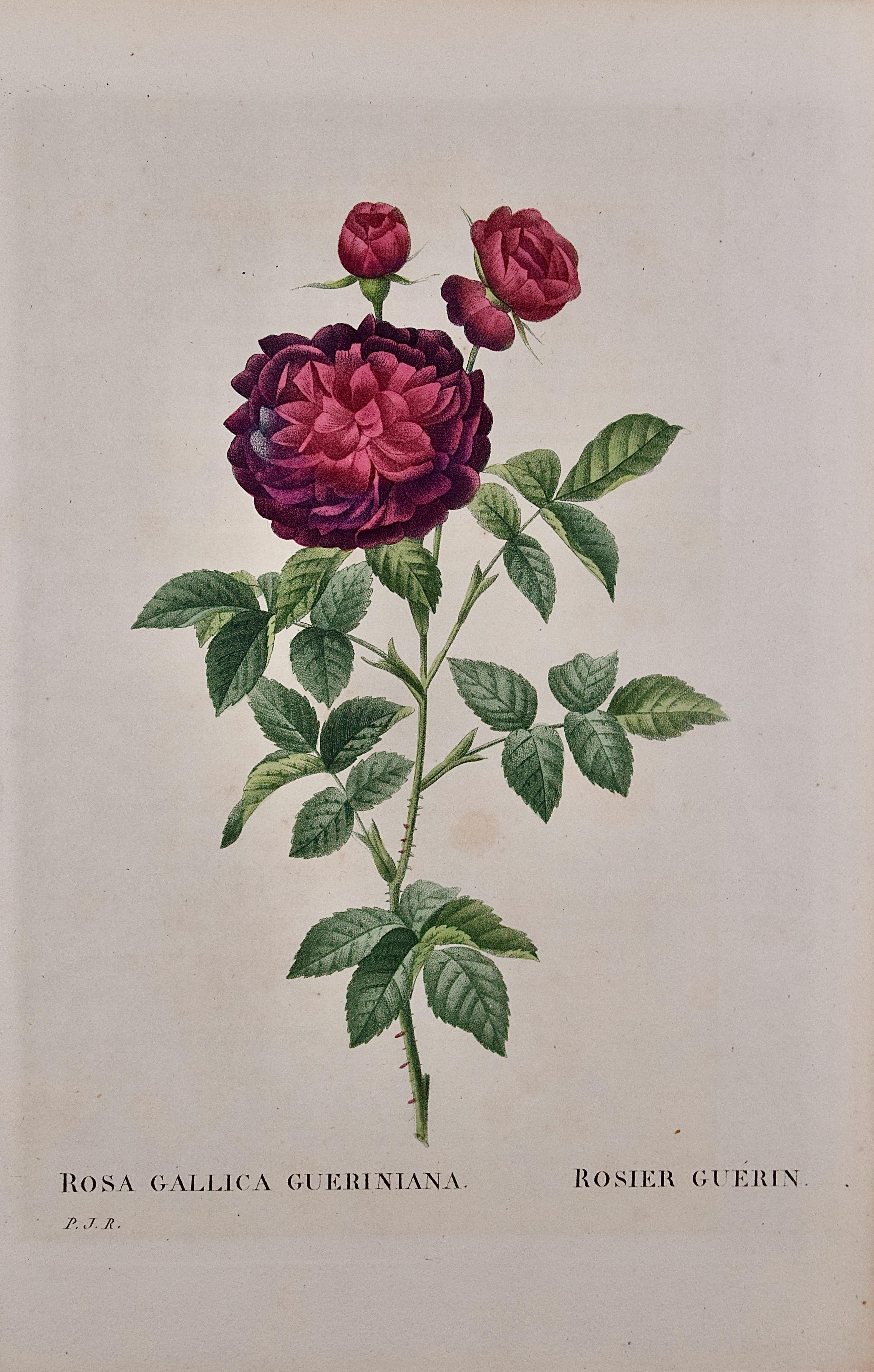 Pierre-Joseph Redouté Still-Life Print - Rosa Gallica Gueriniana (Roses): Original 19th C. Hand-colored Redoute Engraving