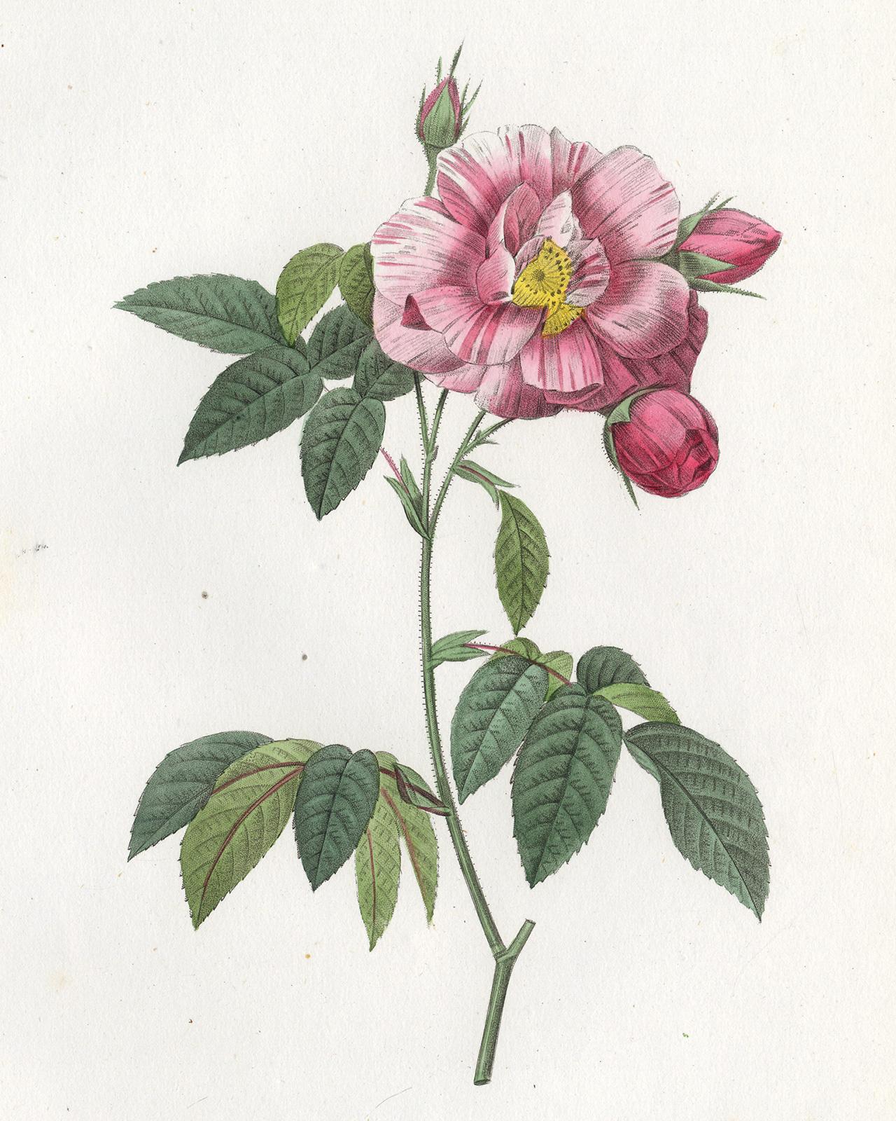 Rosa Mundi - Gallica Versicolor by Redoute - Handcoloured engraving - 19th c. - Print by Pierre-Joseph Redouté