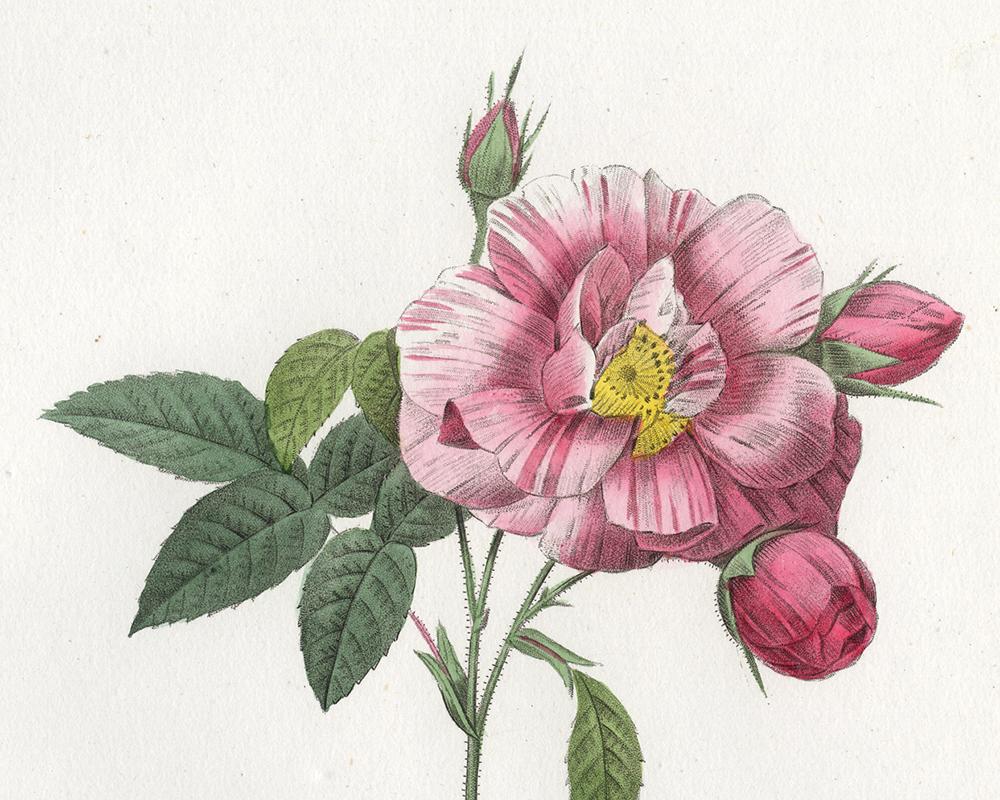 Rosa Mundi - Gallica Versicolor by Redoute - Handcoloured engraving - 19th c. - Old Masters Print by Pierre-Joseph Redouté