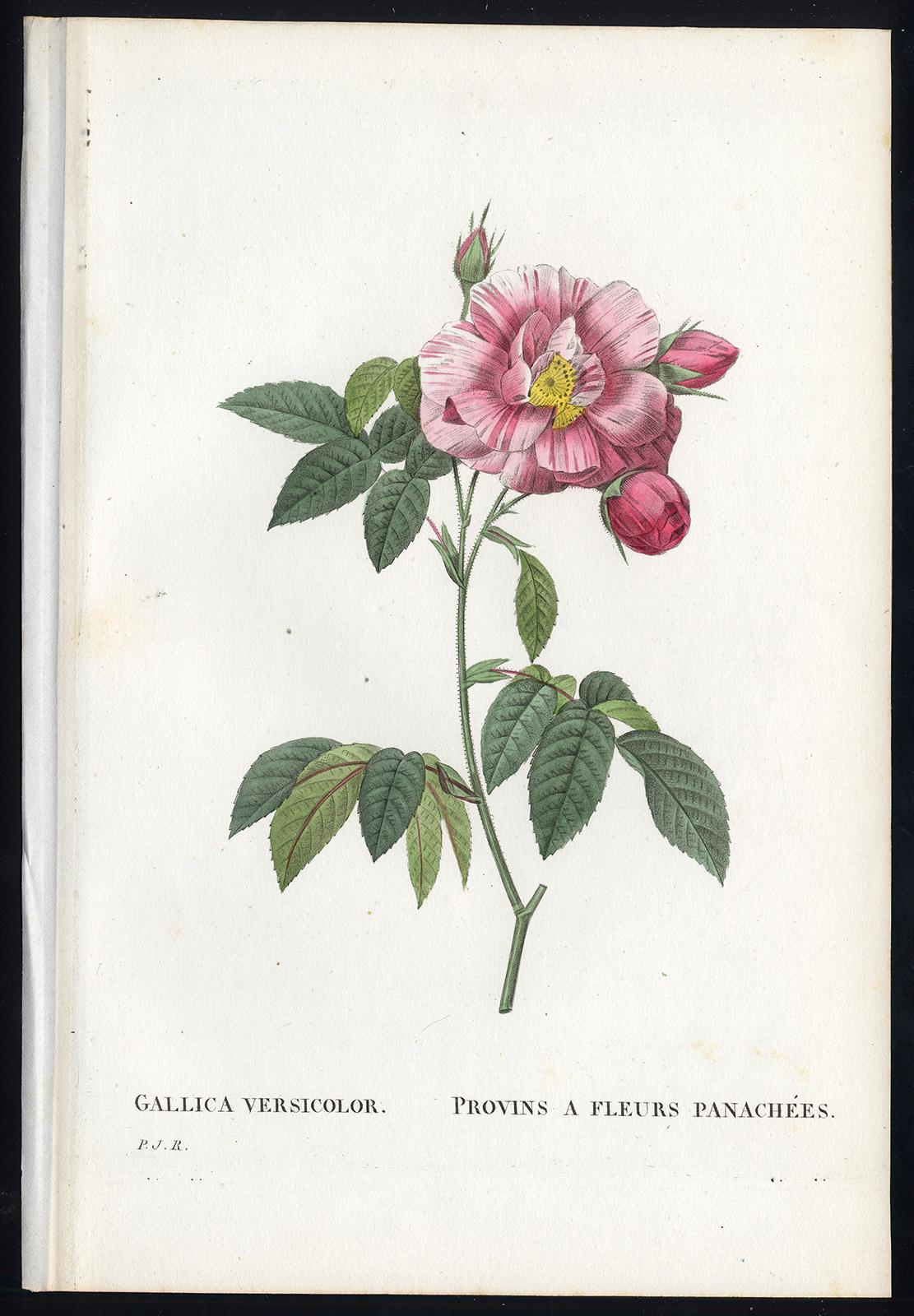 Pierre-Joseph Redouté Print - Rosa Mundi - Gallica Versicolor by Redoute - Handcoloured engraving - 19th c.