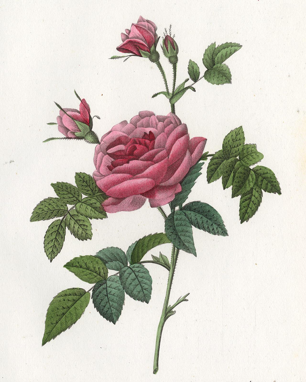Rosa Turbinata by Redoute - Les Roses - Handcoloured engraving - 19th century - Print by Pierre-Joseph Redouté